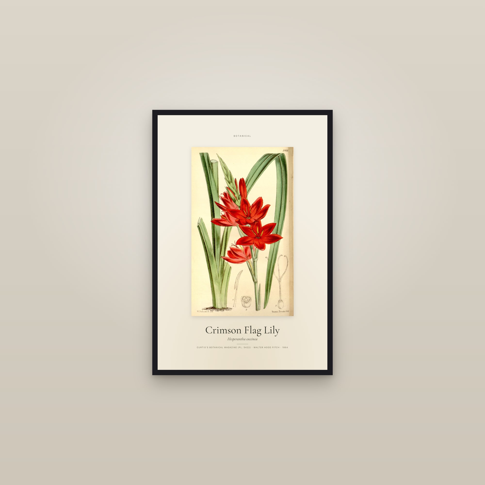Crimson Flag Lily — Specimen — framed in a gallery setting