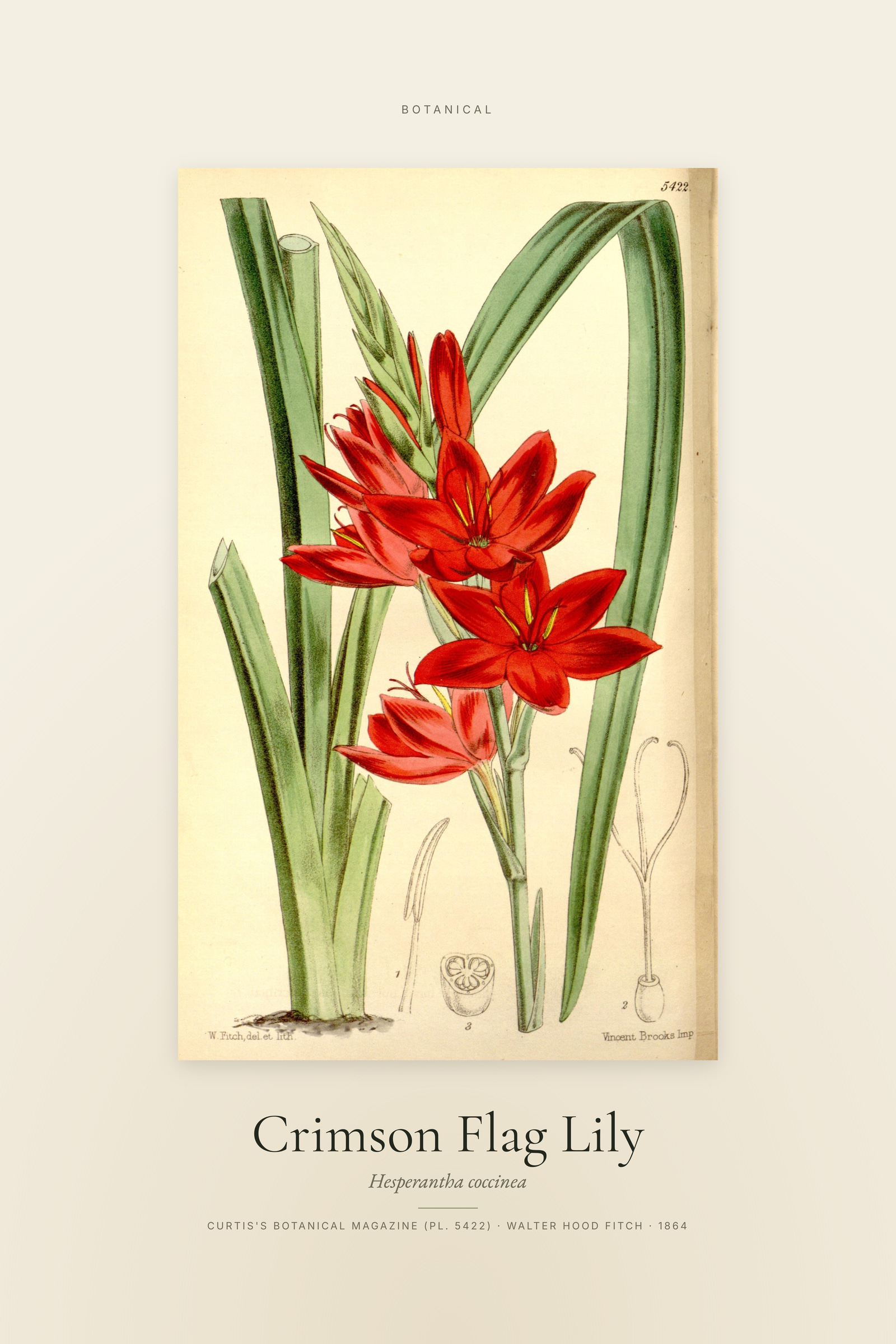 Crimson Flag Lily — Specimen