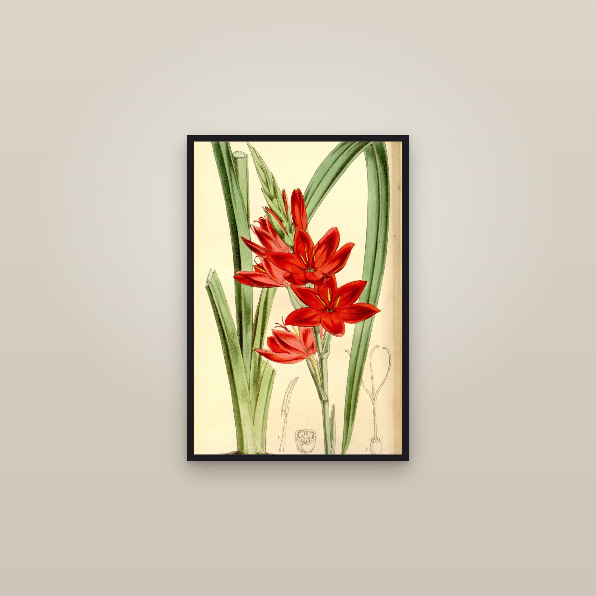 Crimson Flag Lily — framed in a gallery setting