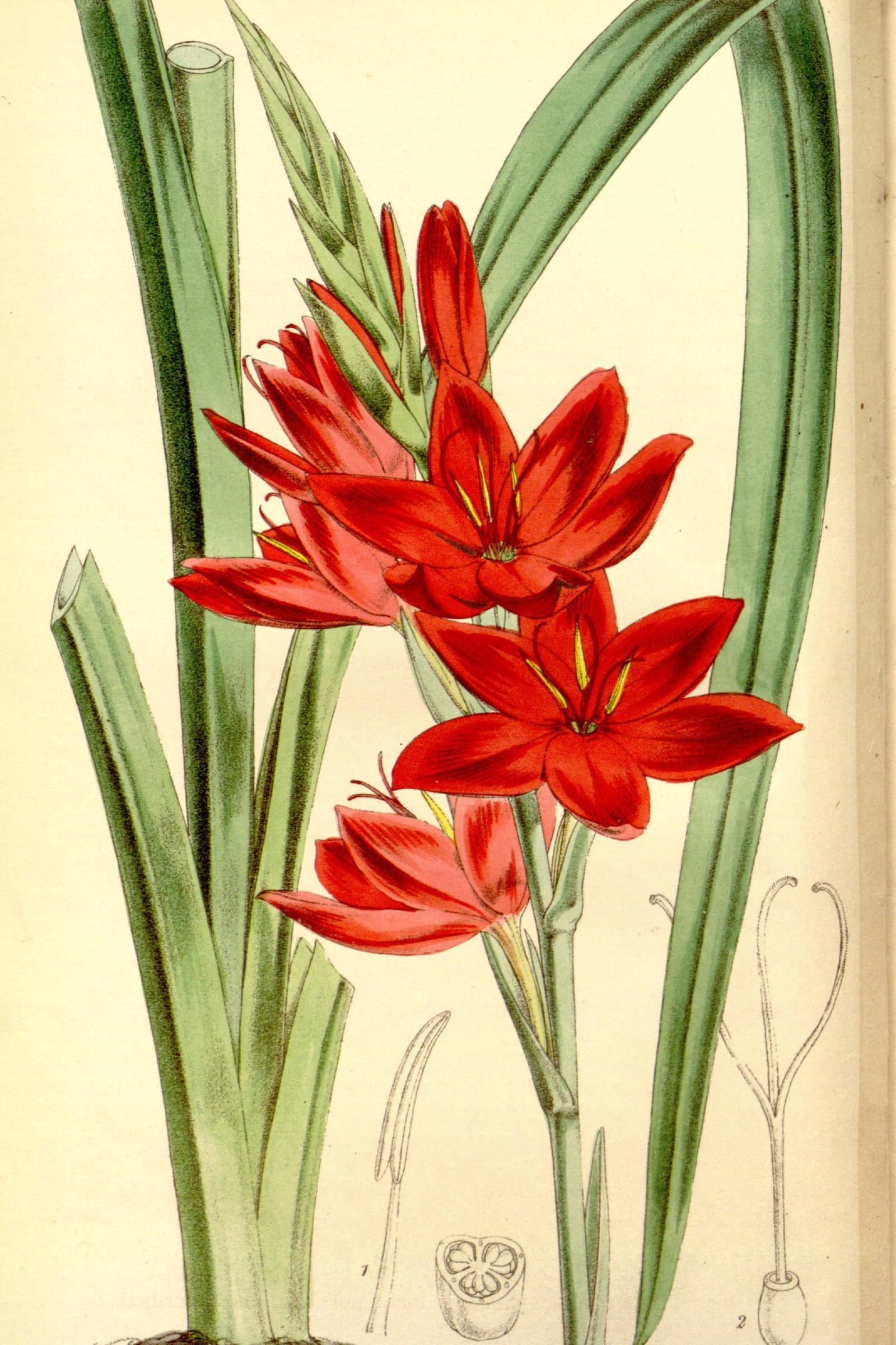 Crimson Flag Lily