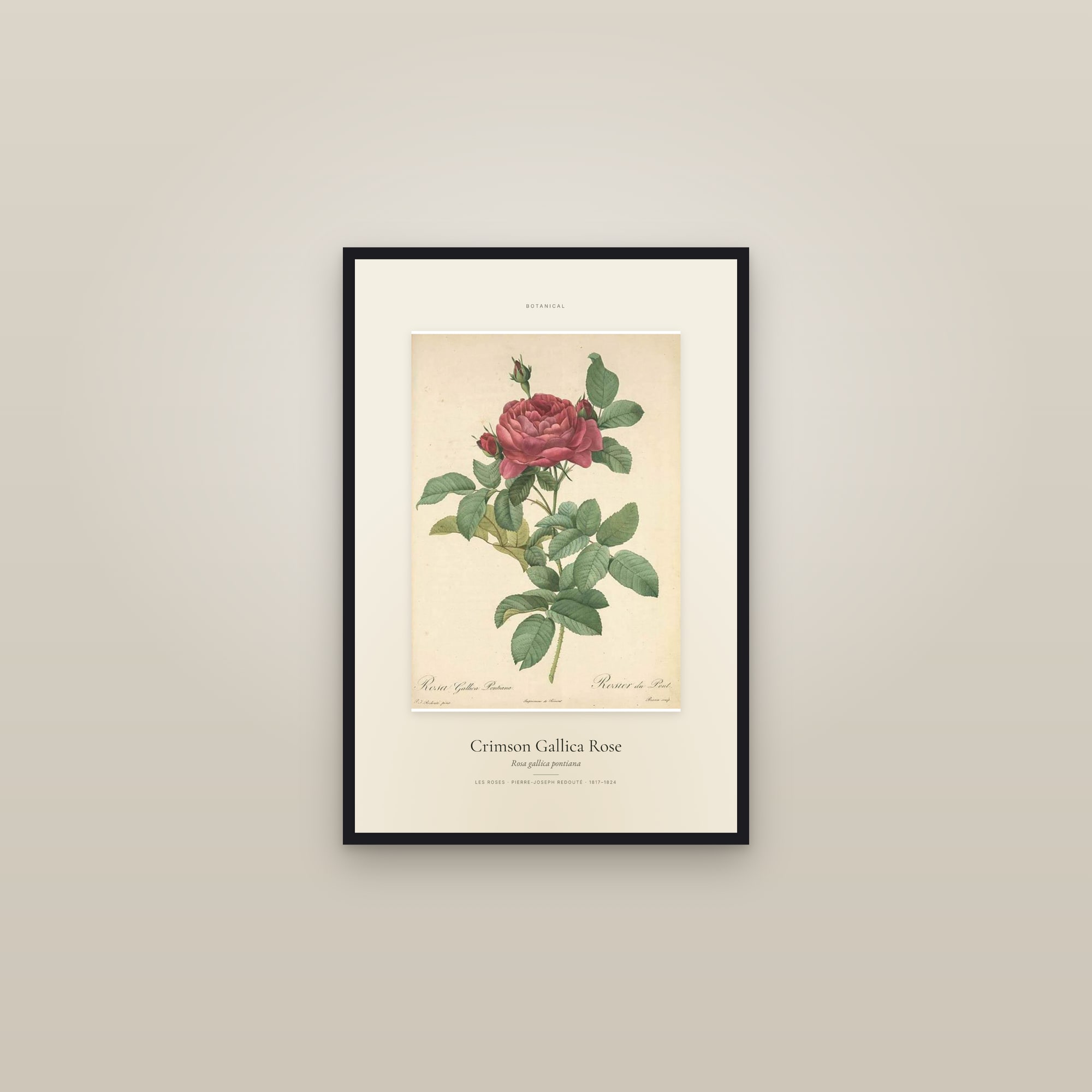 Crimson Gallica Rose — Specimen — framed in a gallery setting