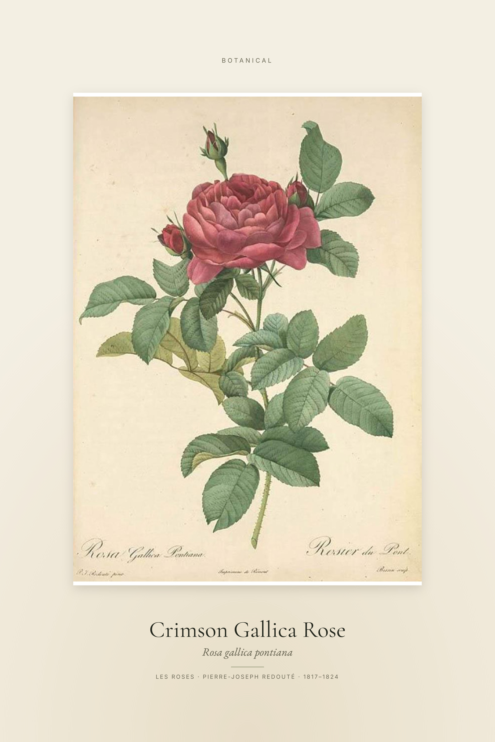 Crimson Gallica Rose — Specimen