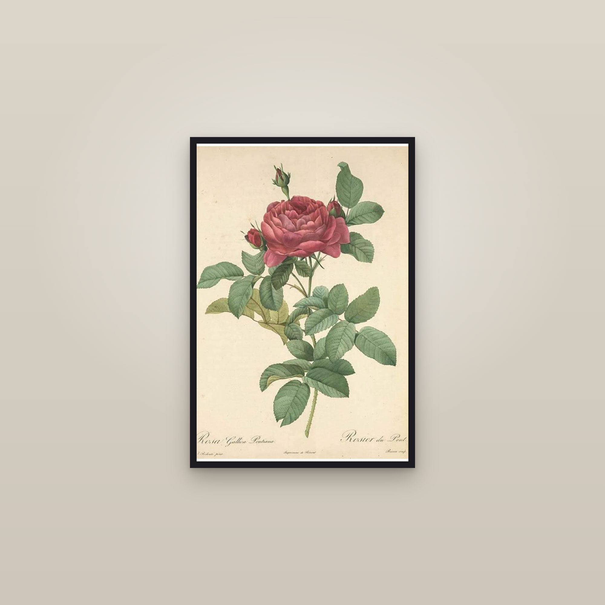 Crimson Gallica Rose — framed in a gallery setting