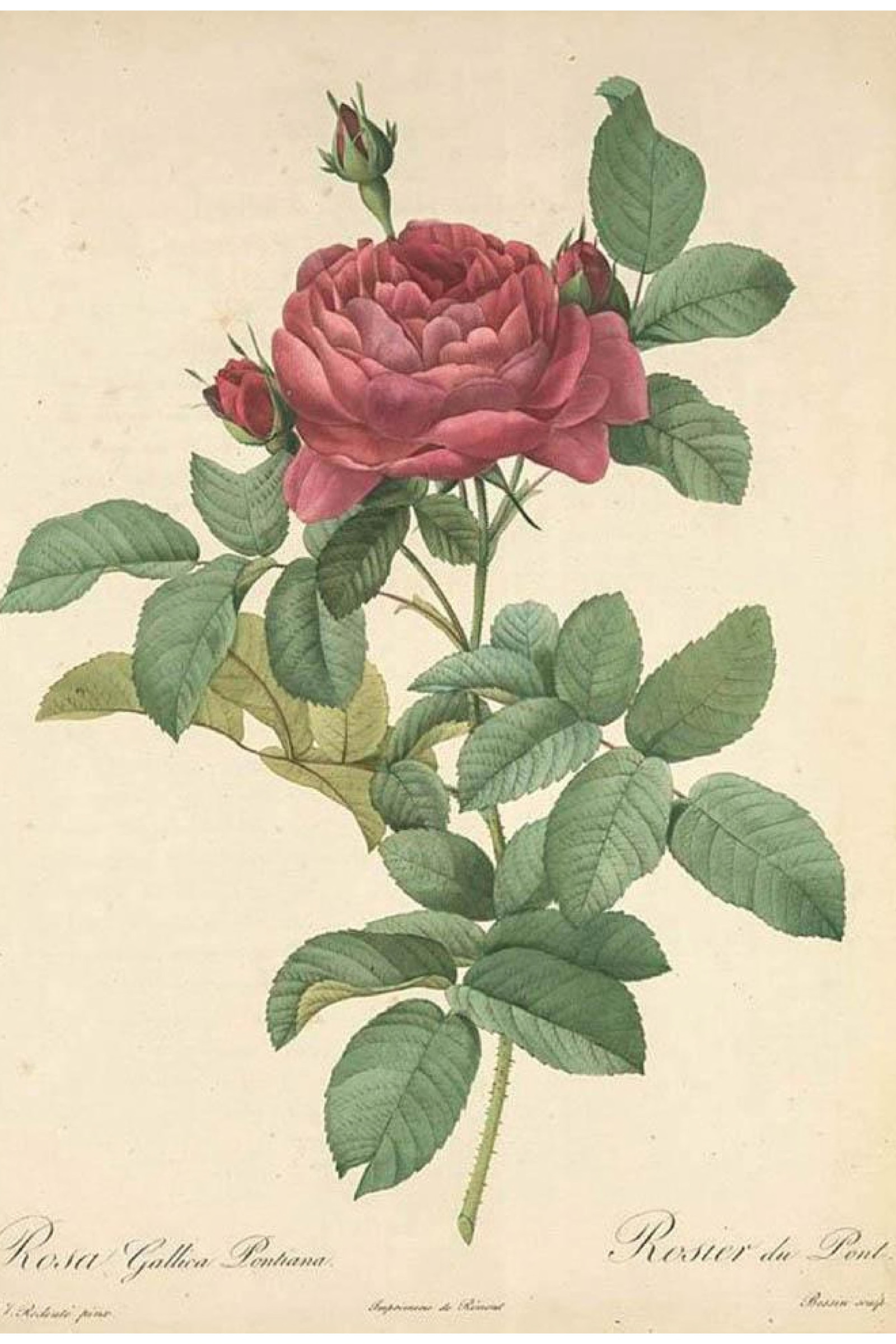 Crimson Gallica Rose