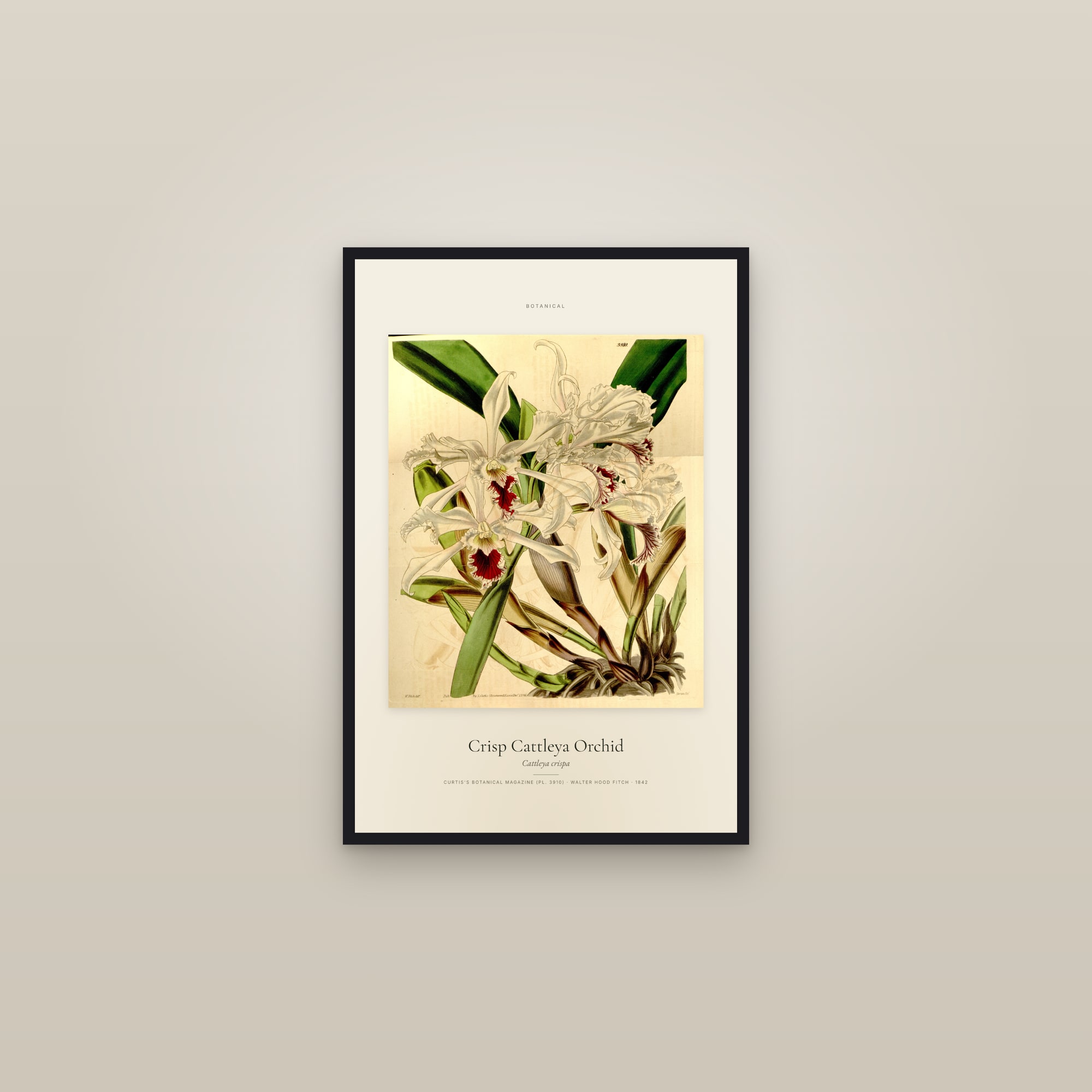 Crisp Cattleya Orchid — Specimen — framed in a gallery setting