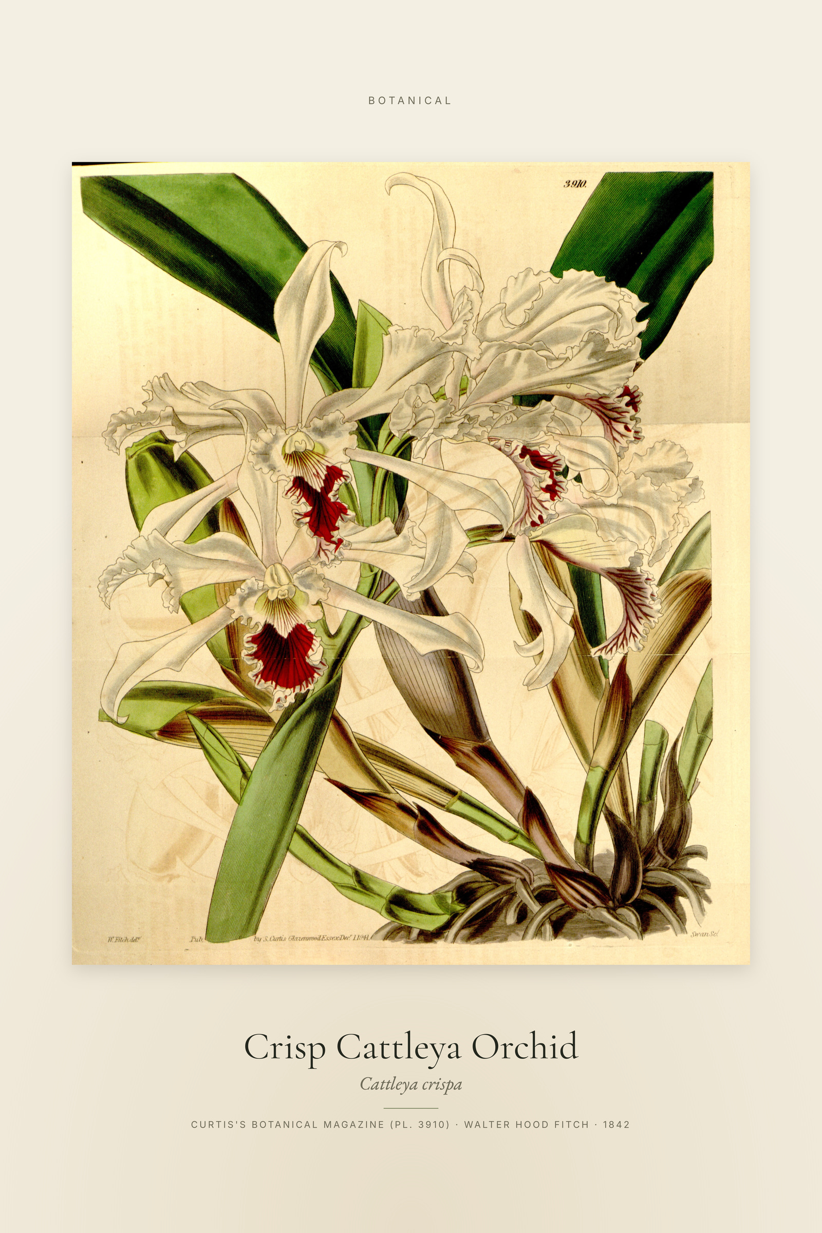 Crisp Cattleya Orchid — Specimen