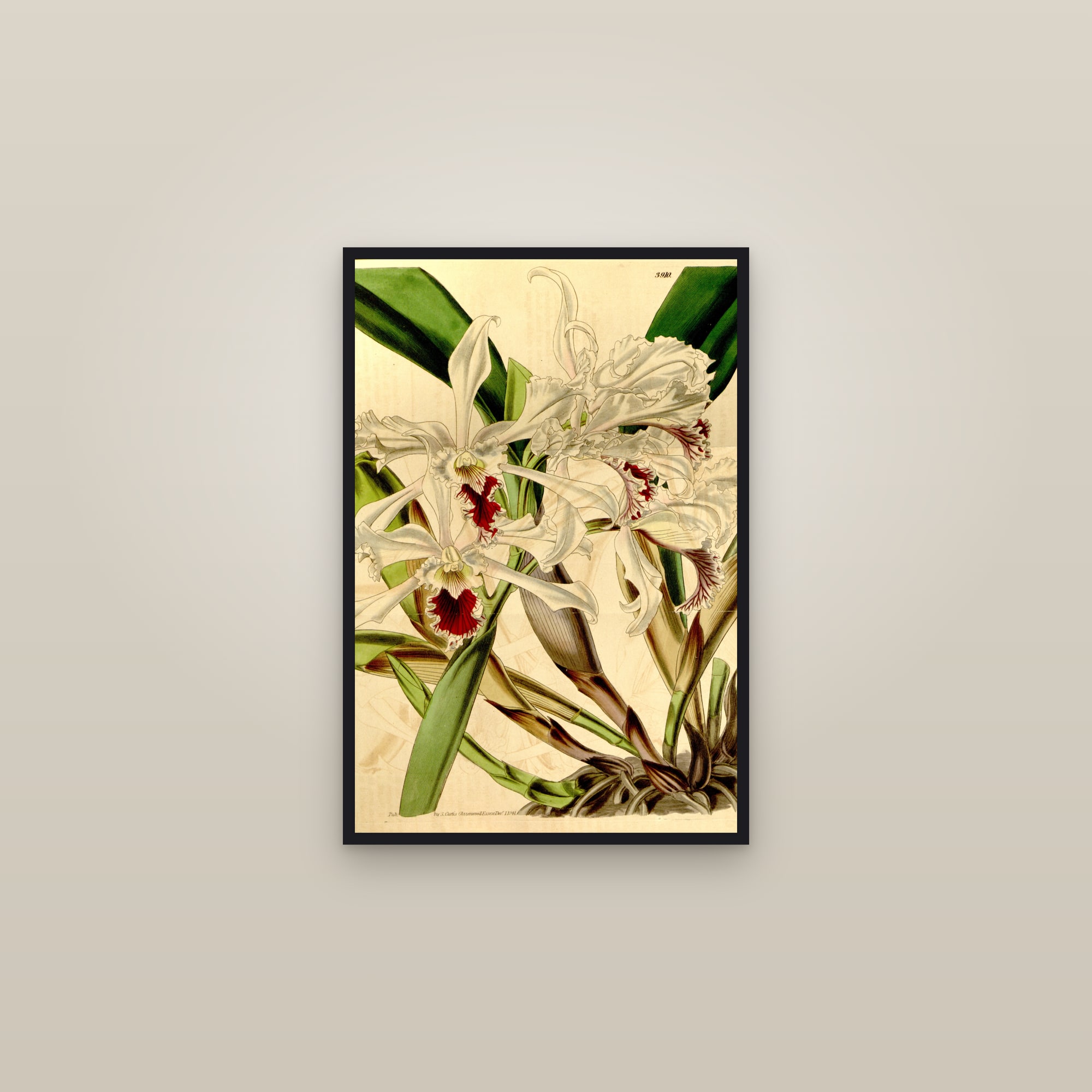 Crisp Cattleya Orchid — framed in a gallery setting