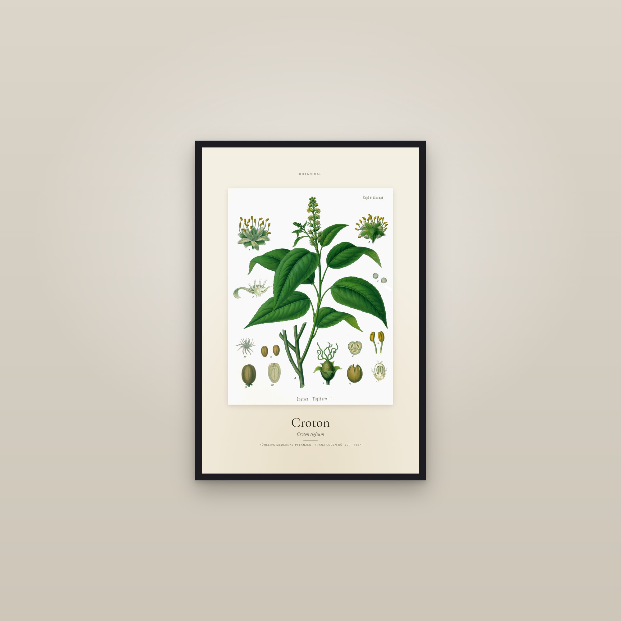 Croton — Specimen — framed in a gallery setting