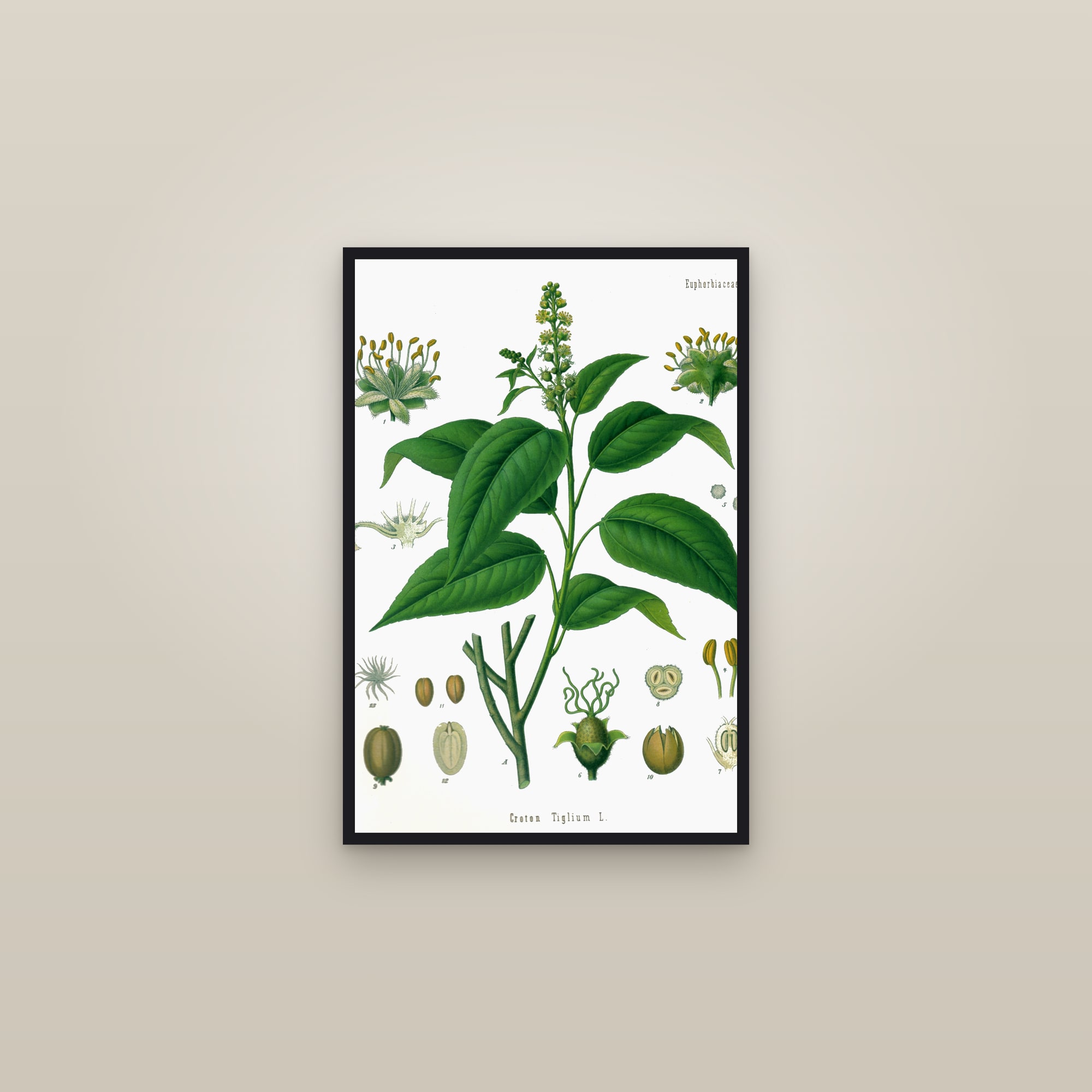 Croton — framed in a gallery setting