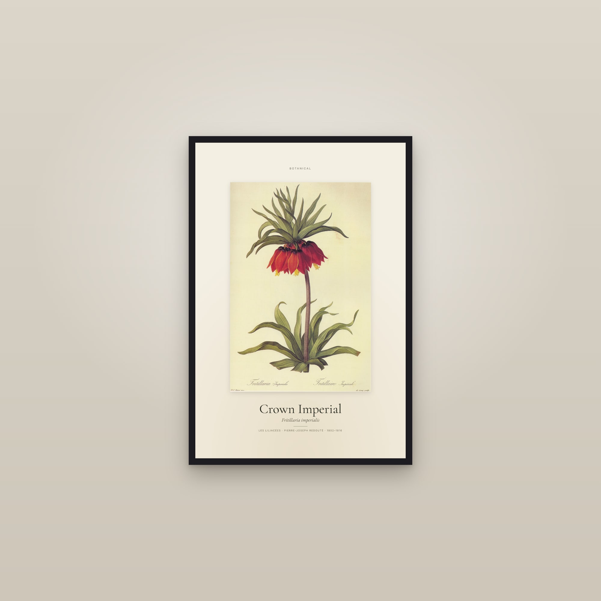 Crown Imperial — Specimen — framed in a gallery setting