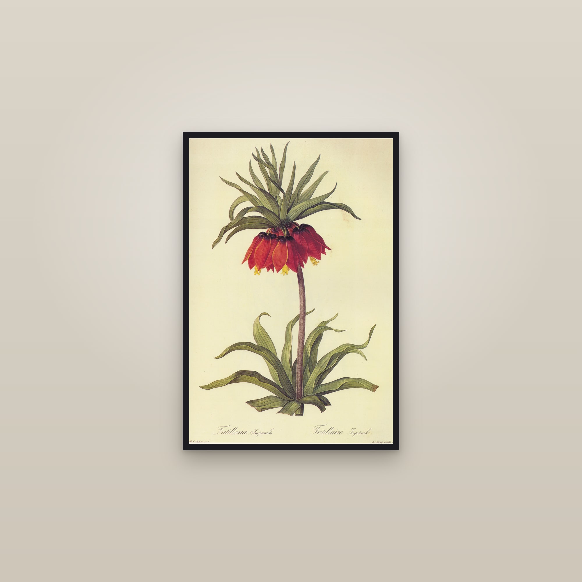 Crown Imperial — framed in a gallery setting