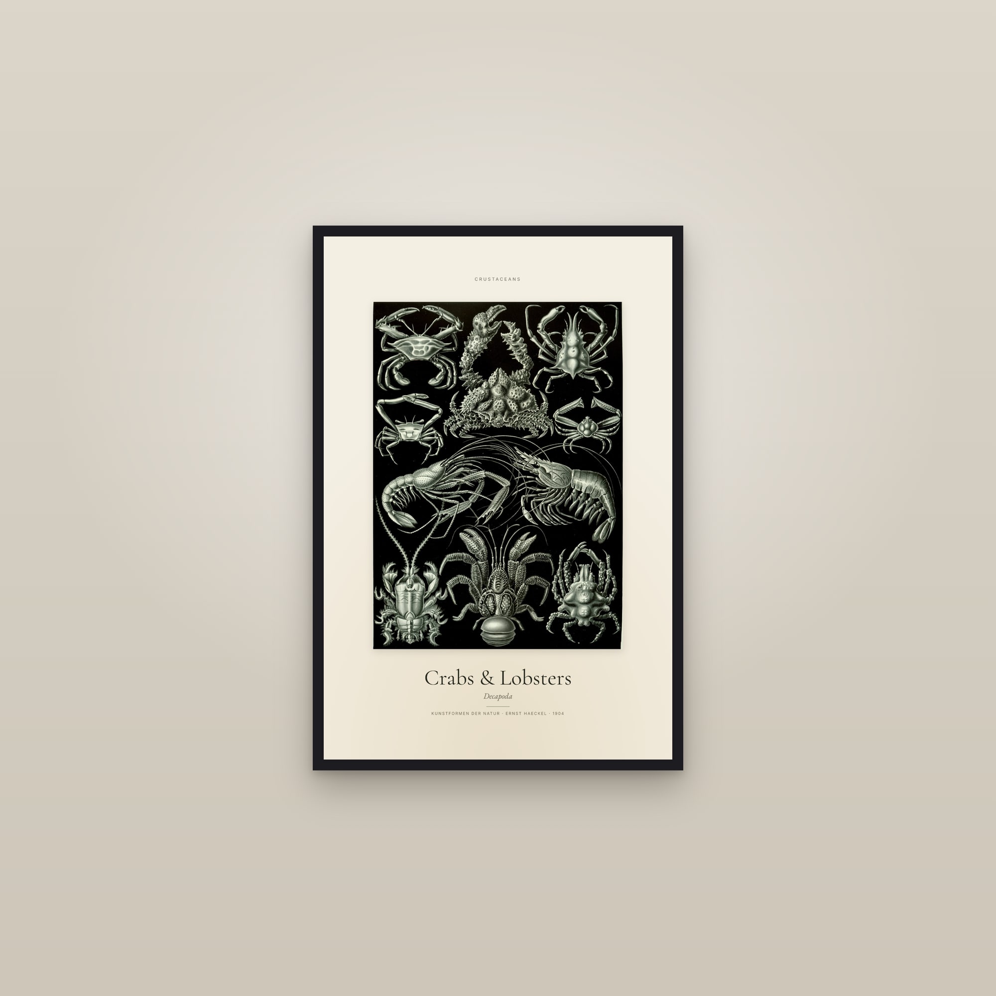 Crabs & Lobsters — Specimen — framed in a gallery setting