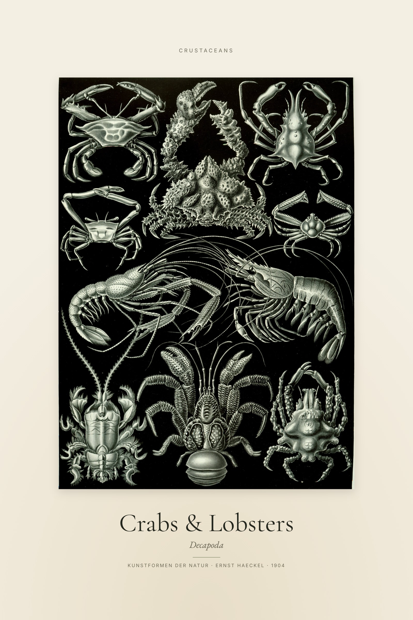 Crabs & Lobsters — Specimen