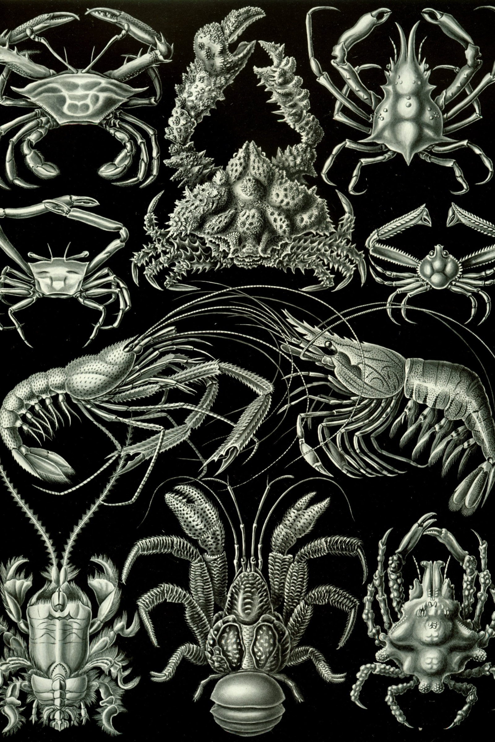 Crabs & Lobsters