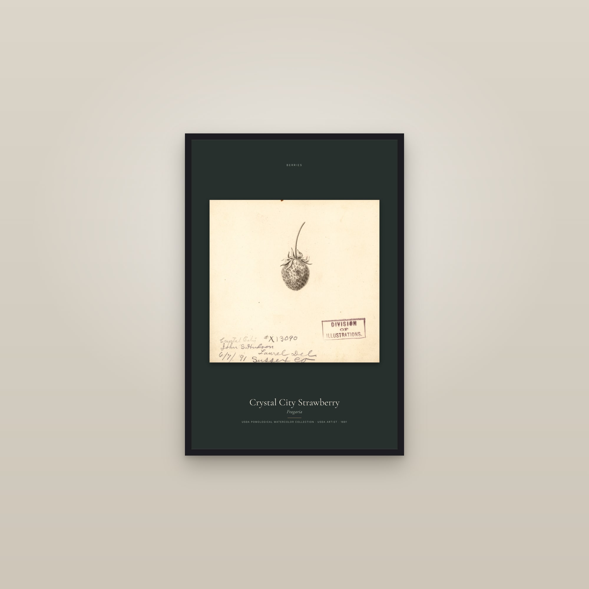 Crystal City Strawberry — framed in a gallery setting