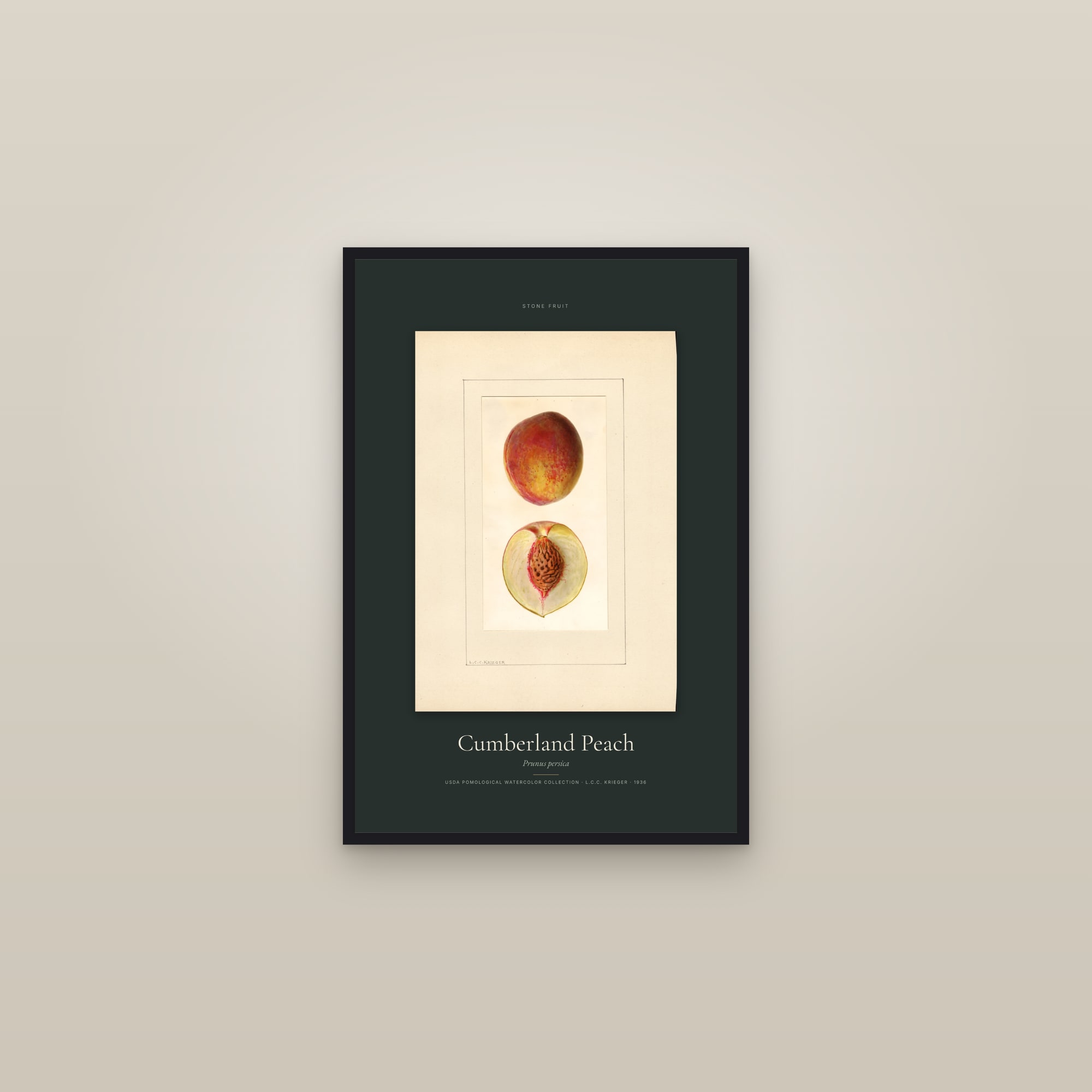 Cumberland Peach — Specimen — framed in a gallery setting