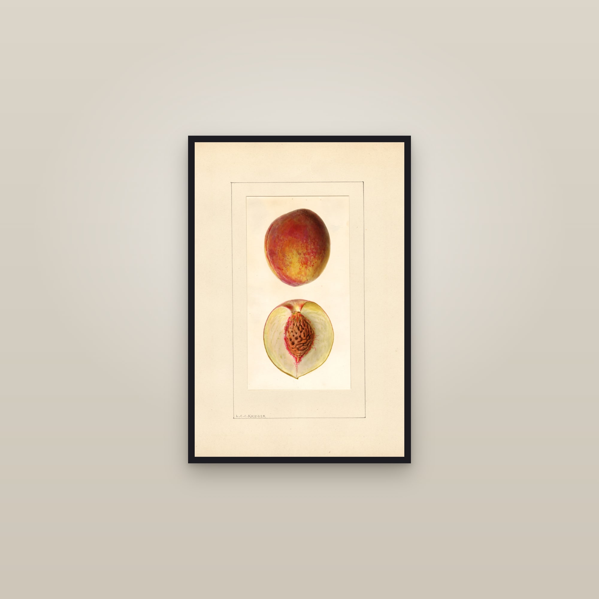 Cumberland Peach — framed in a gallery setting