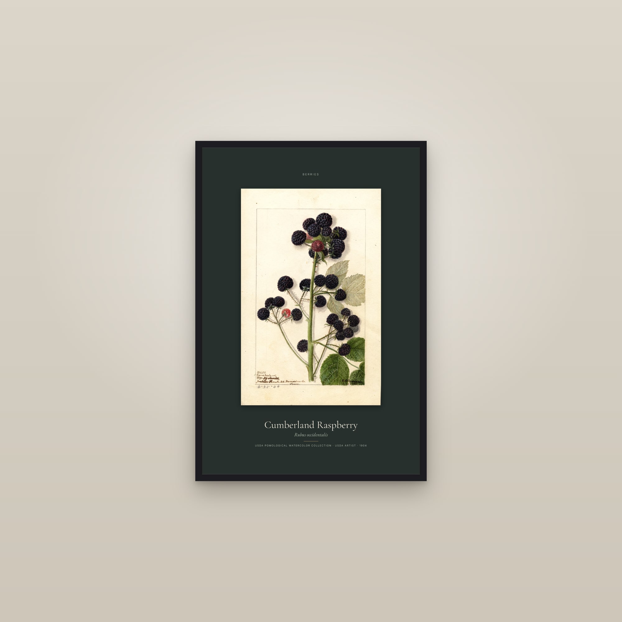 Cumberland Raspberry — Specimen — framed in a gallery setting