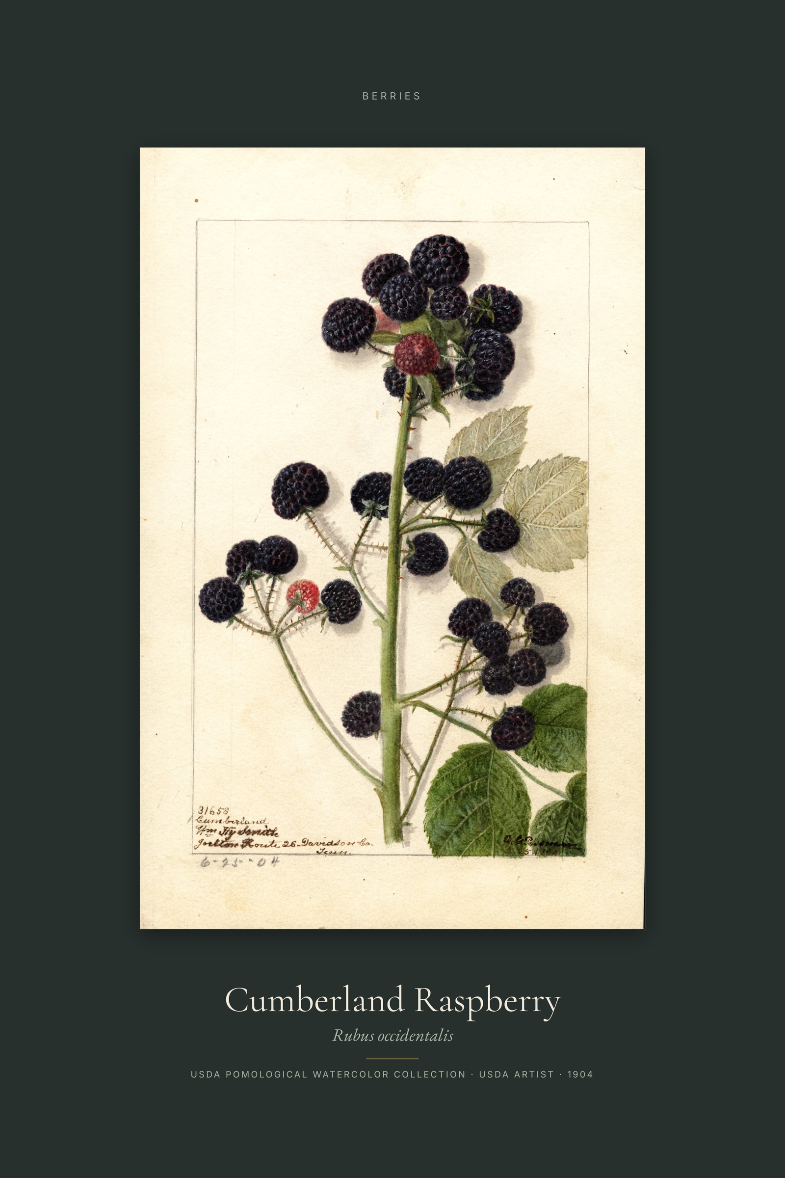 Cumberland Raspberry — Specimen