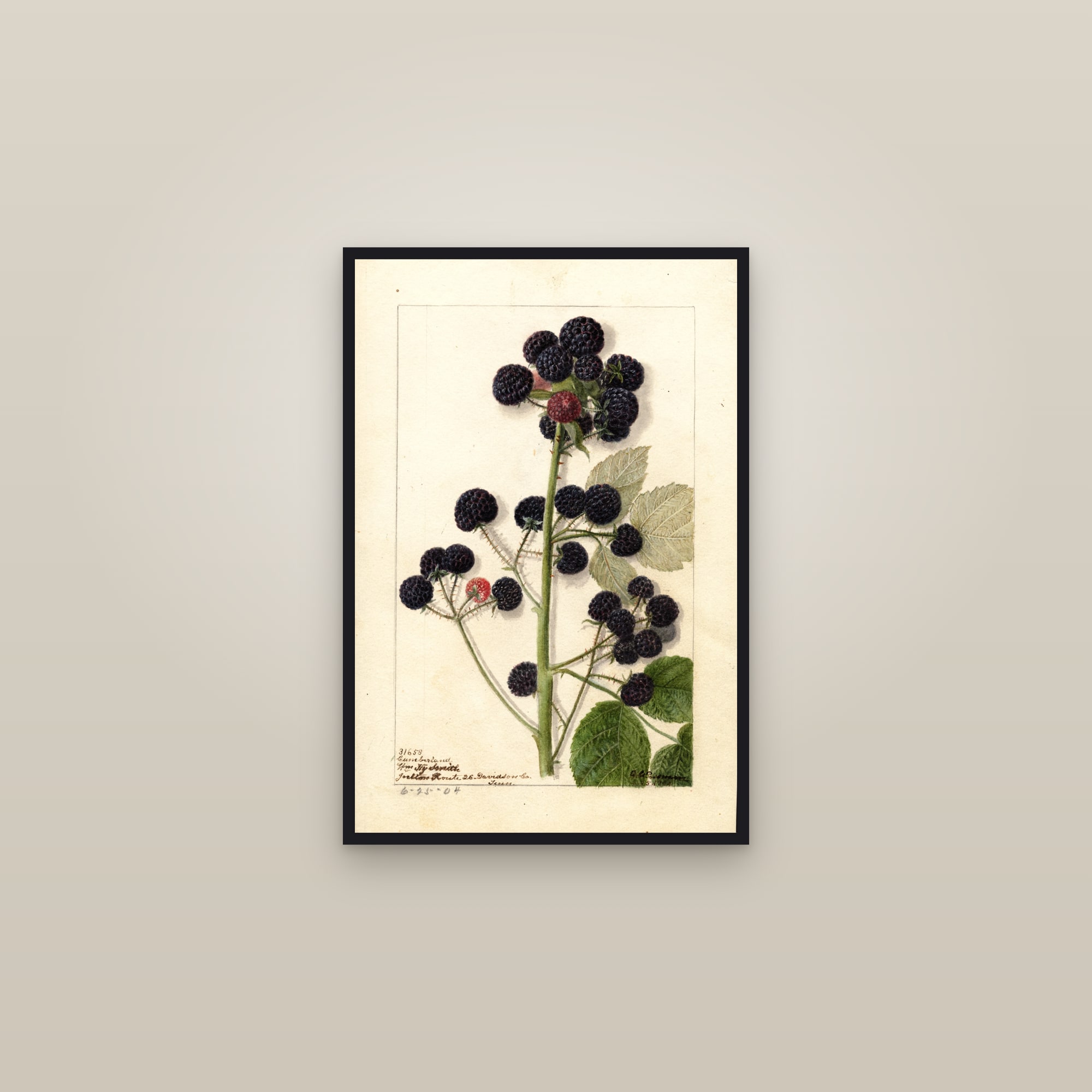 Cumberland Raspberry — framed in a gallery setting