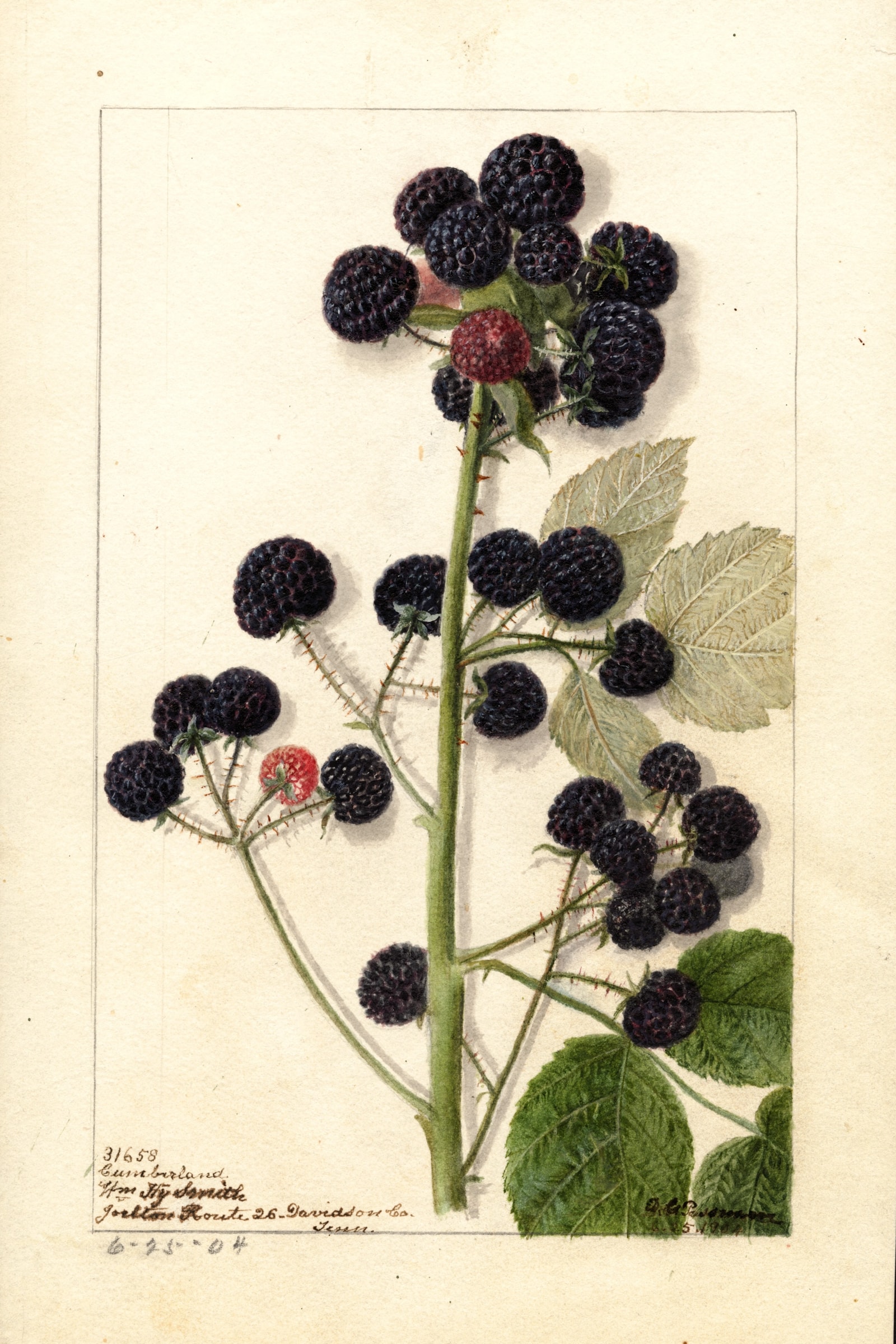 Cumberland Raspberry