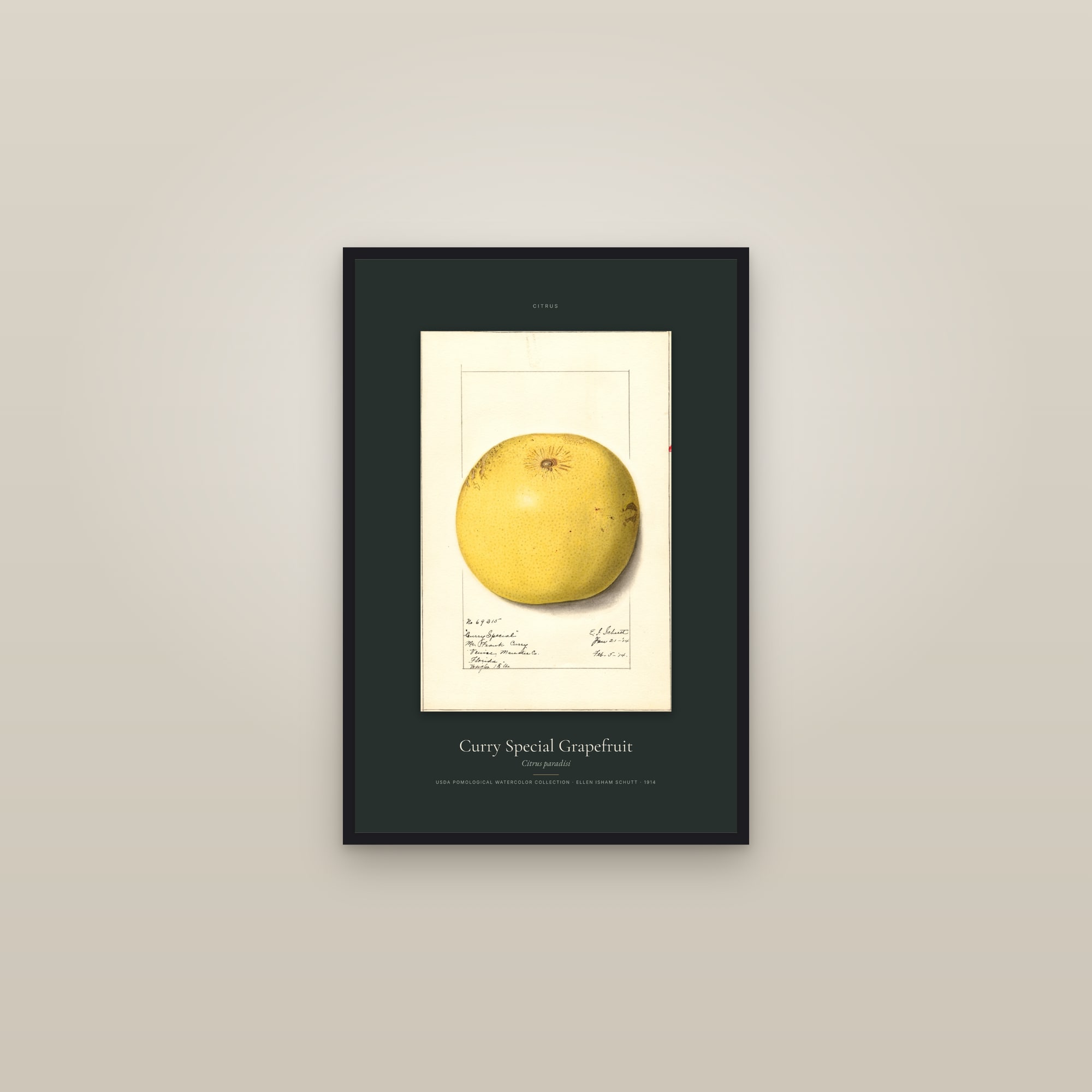 Curry Special Grapefruit — Specimen — framed in a gallery setting