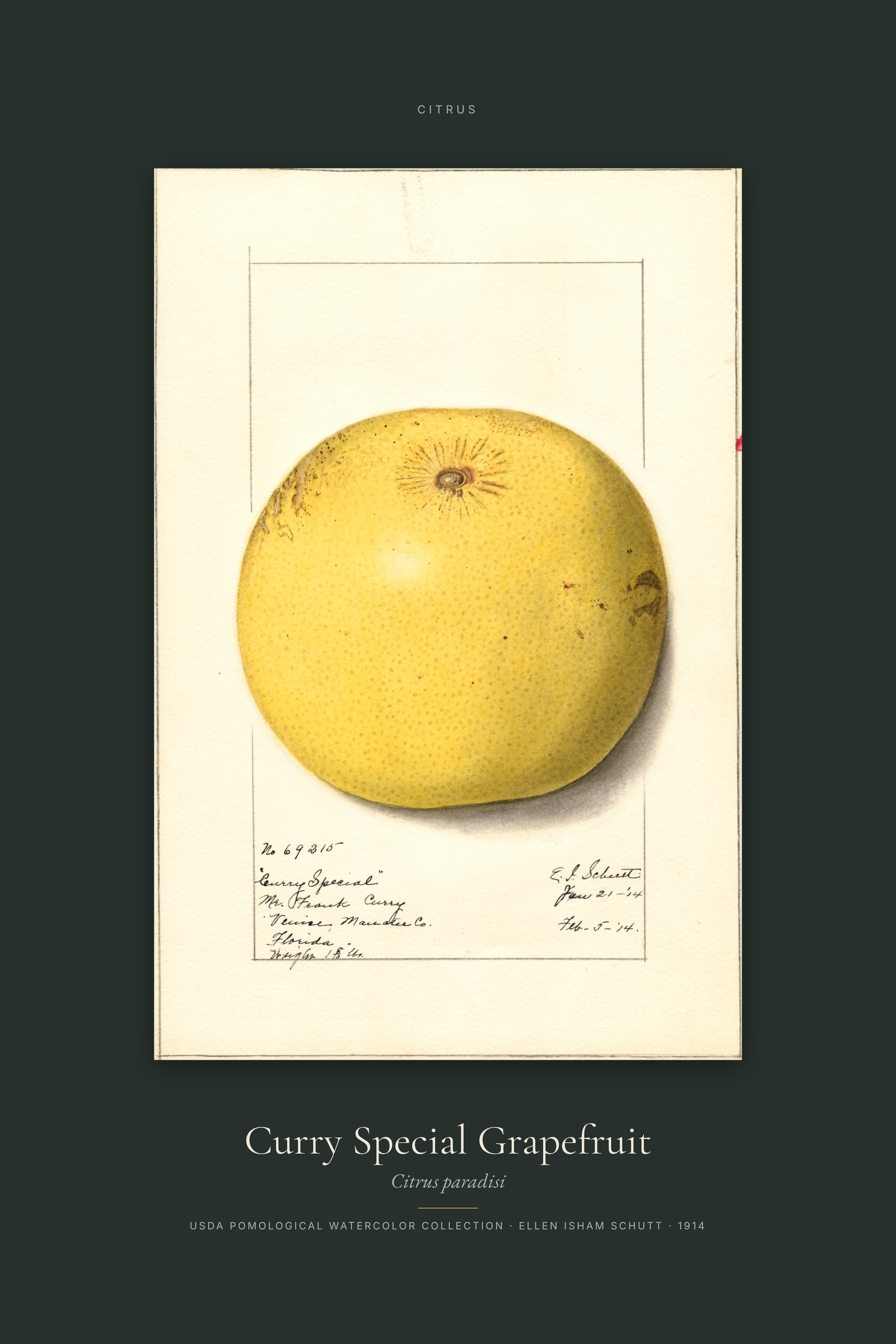 Curry Special Grapefruit — Specimen