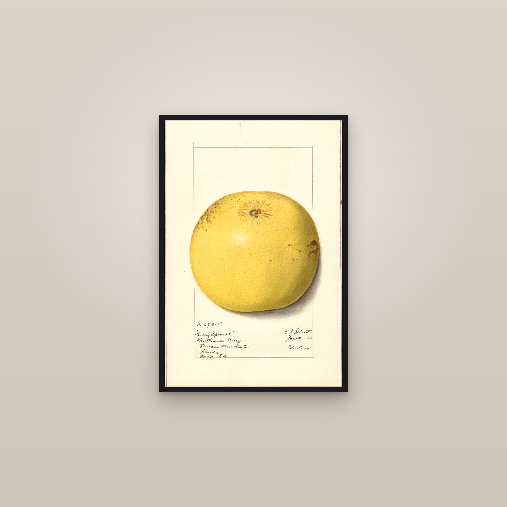 Curry Special Grapefruit — framed in a gallery setting