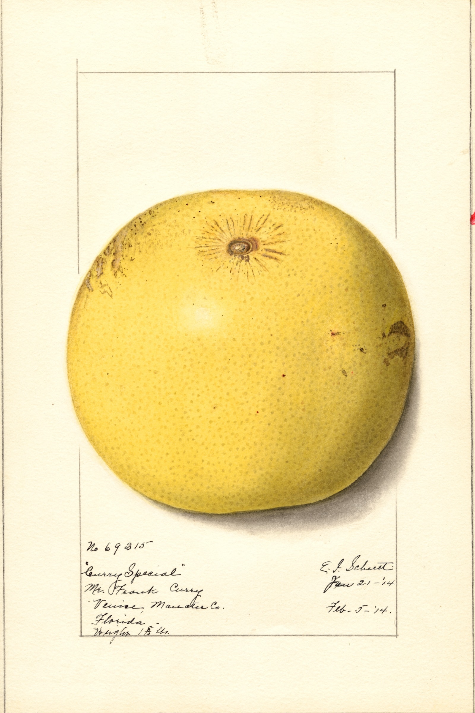 Curry Special Grapefruit