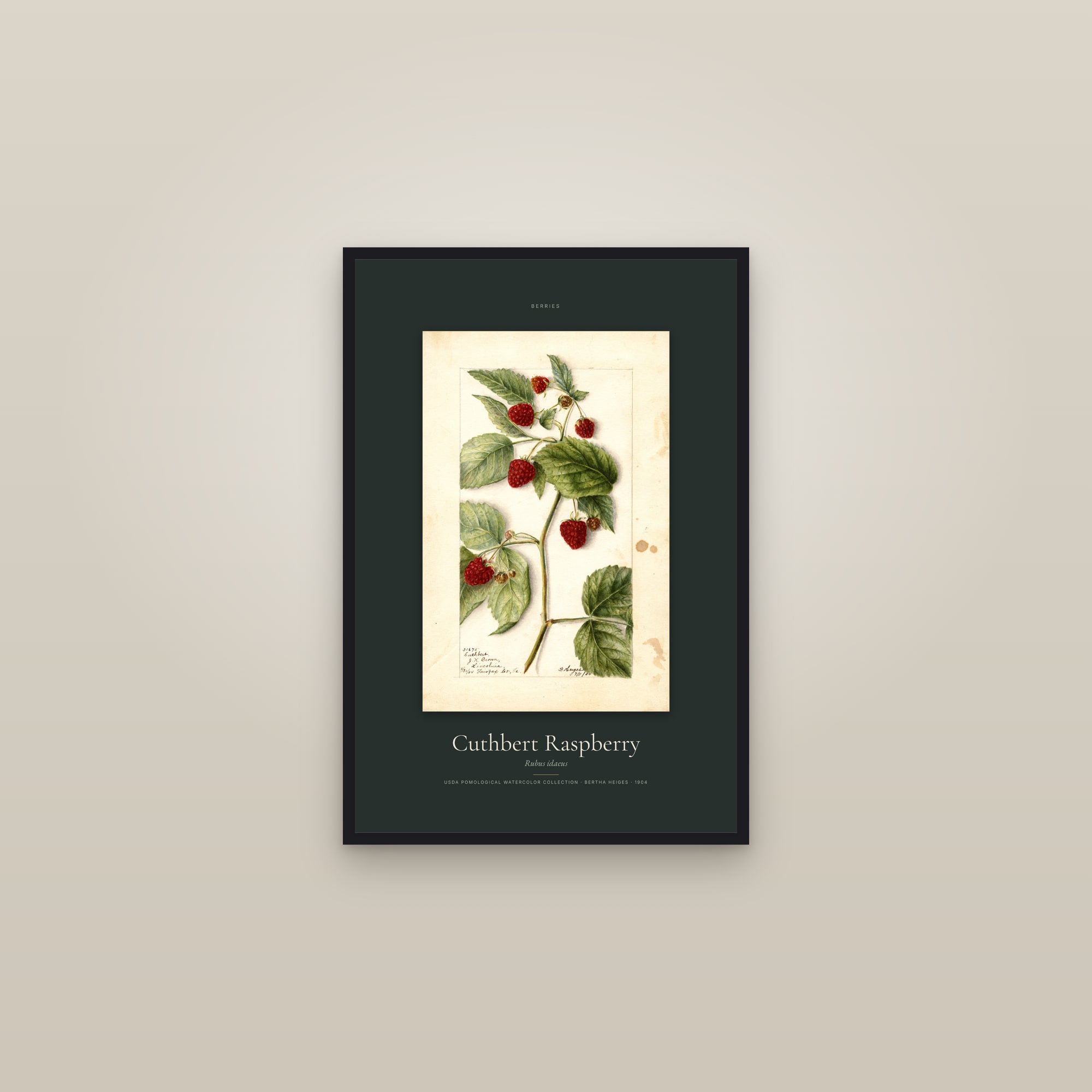 Cuthbert Raspberry — Specimen — framed in a gallery setting