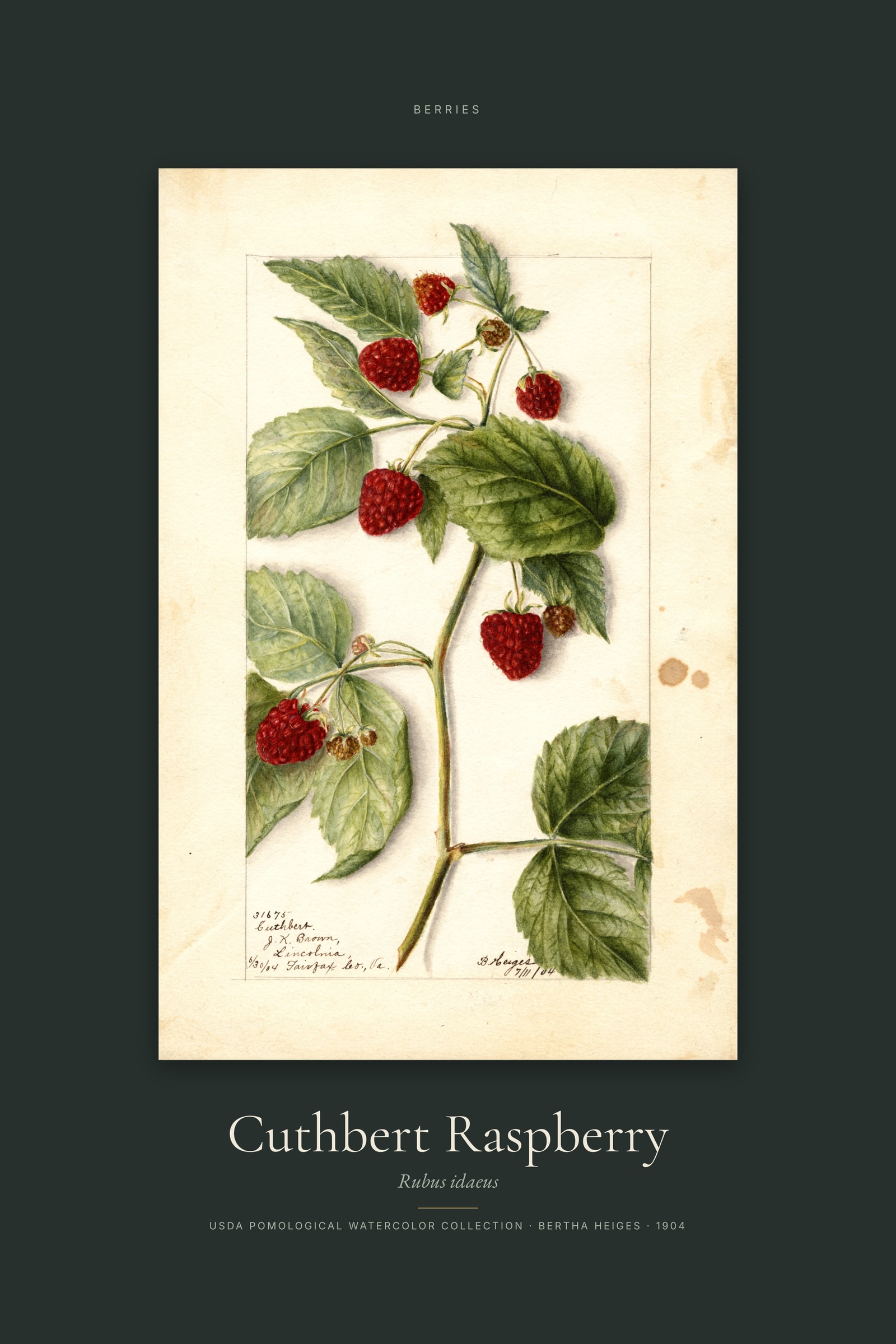 Cuthbert Raspberry — Specimen
