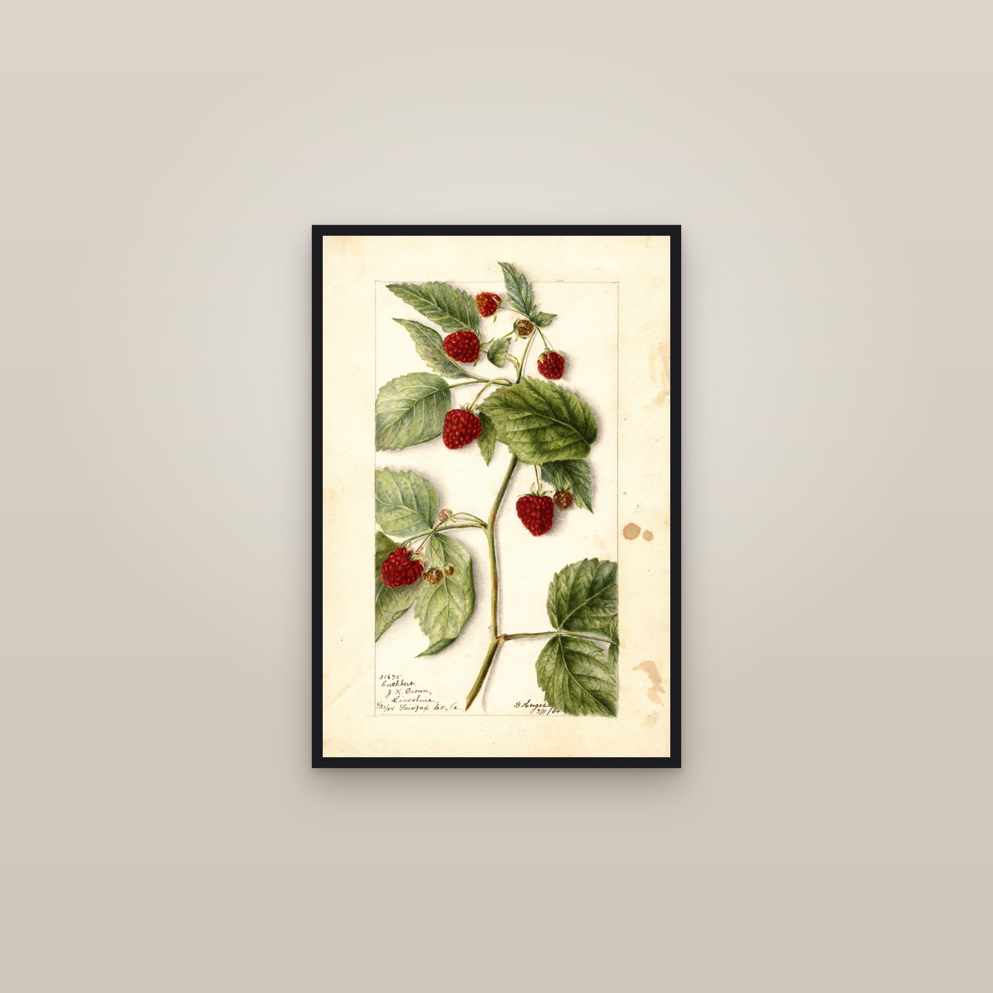 Cuthbert Raspberry — framed in a gallery setting