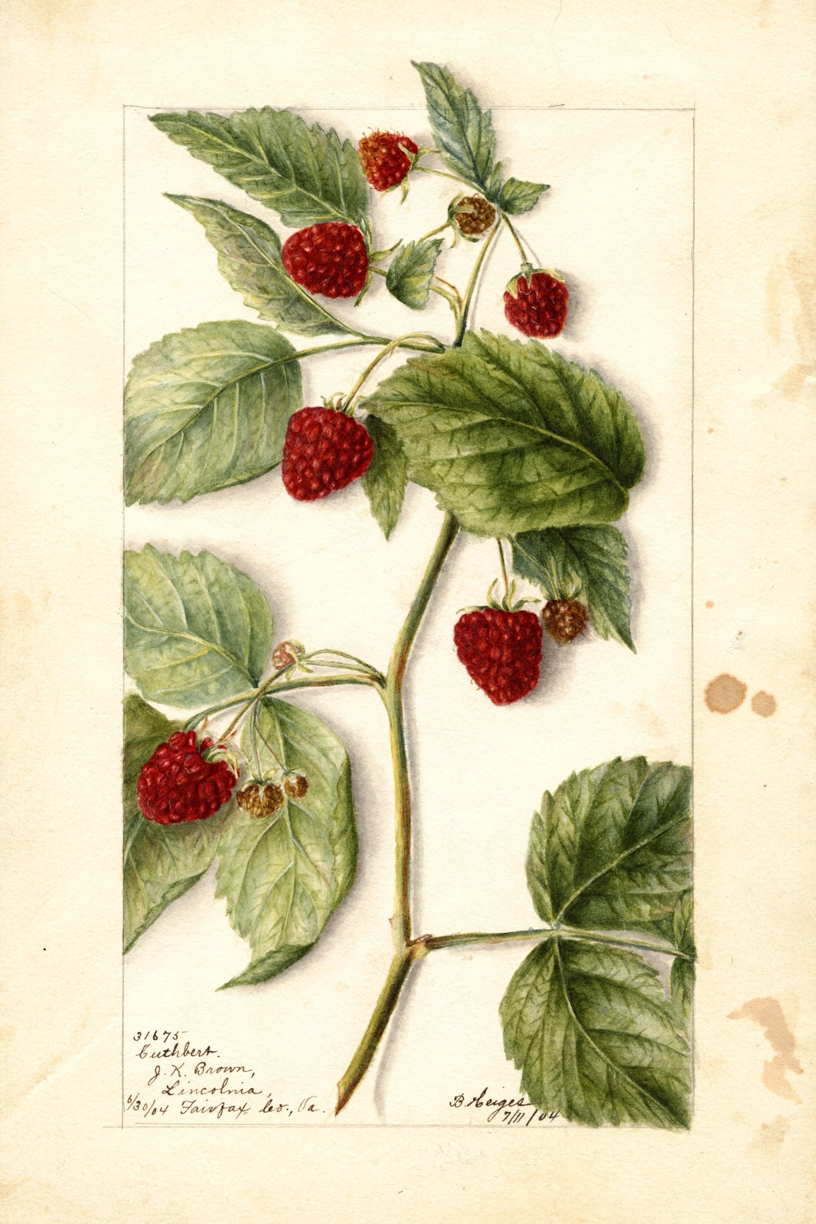 Cuthbert Raspberry