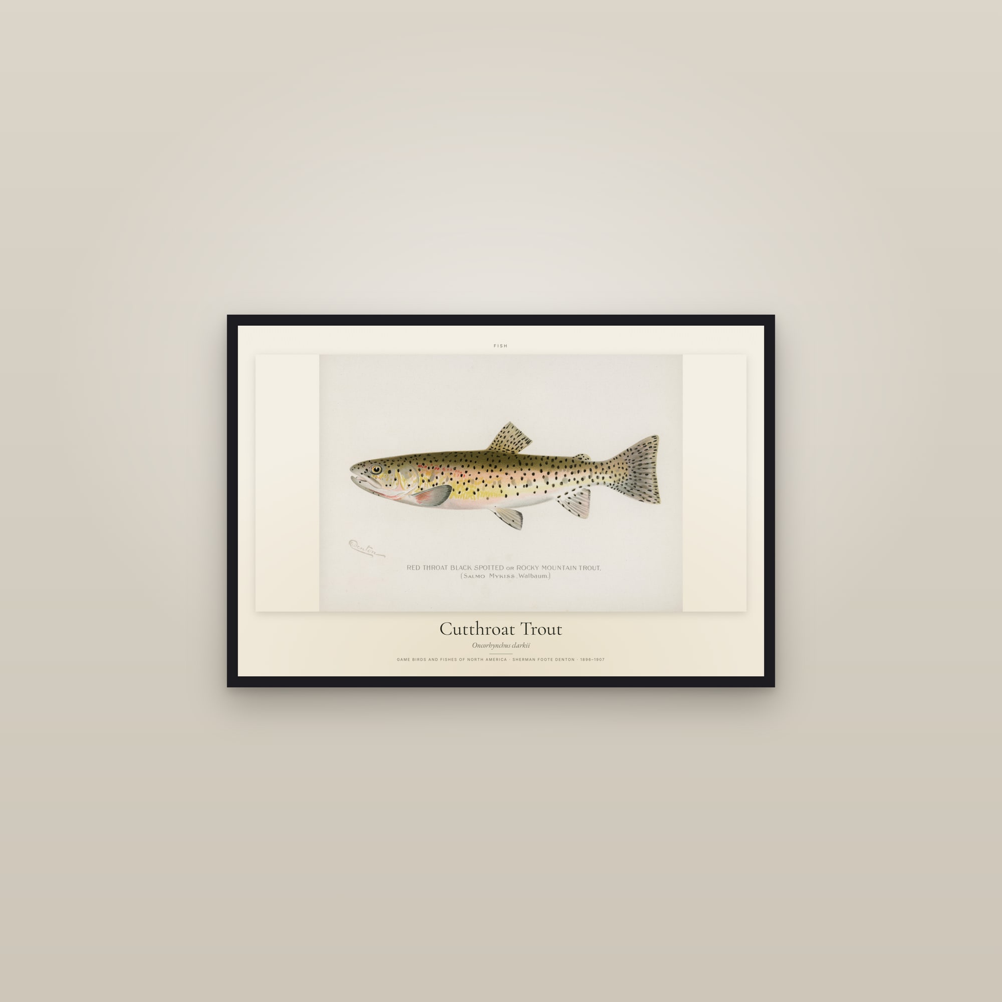 Cutthroat Trout — framed in a gallery setting