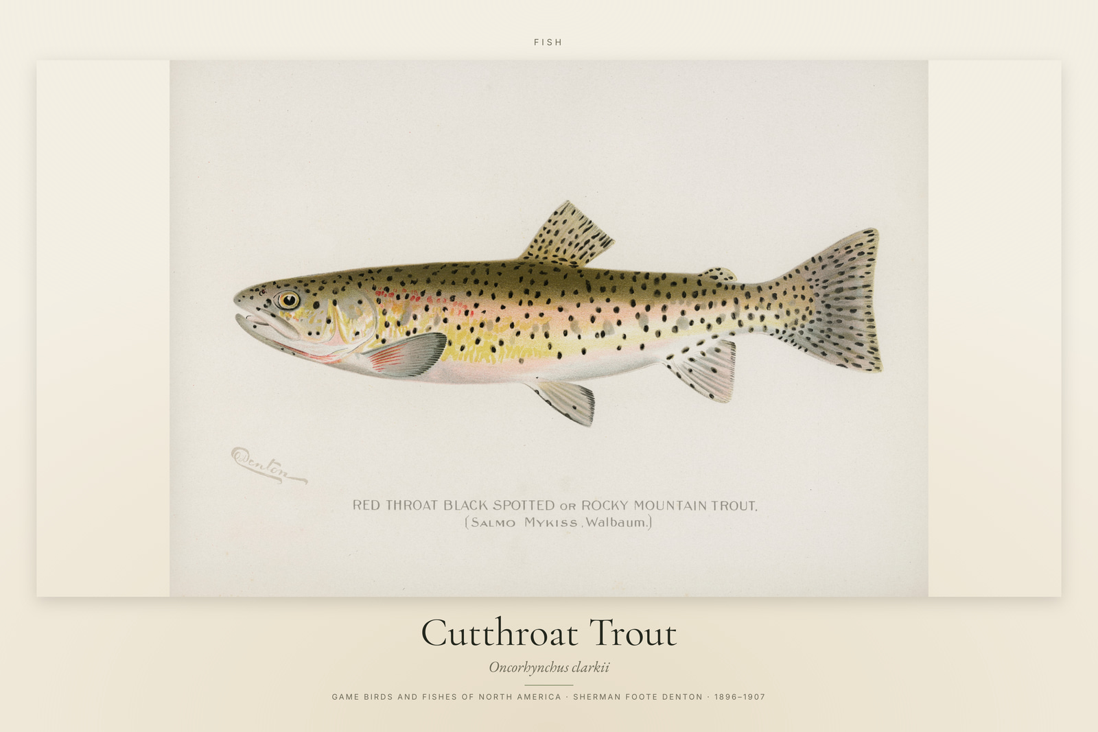 Cutthroat Trout