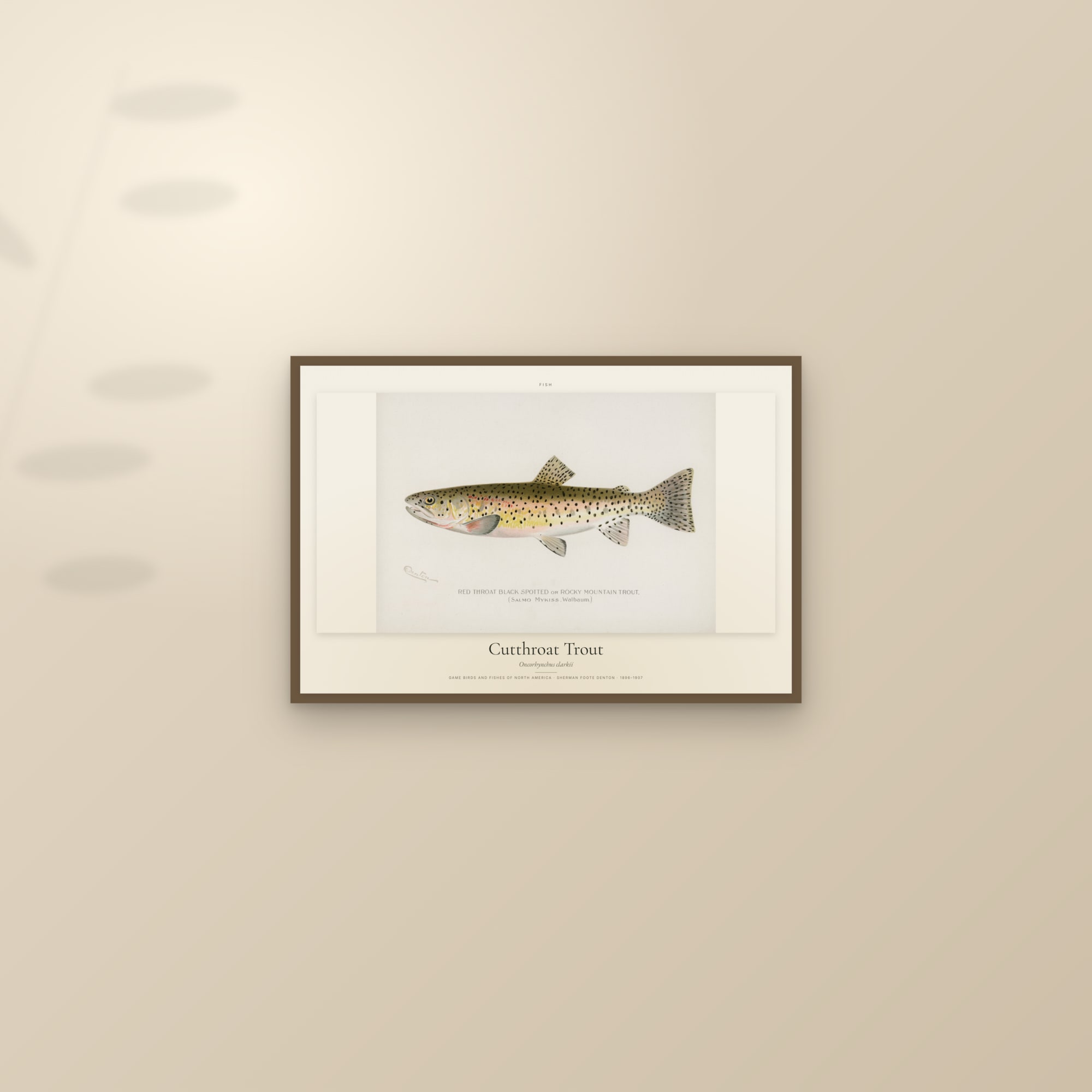 Cutthroat Trout — framed and styled on a sunlit wall
