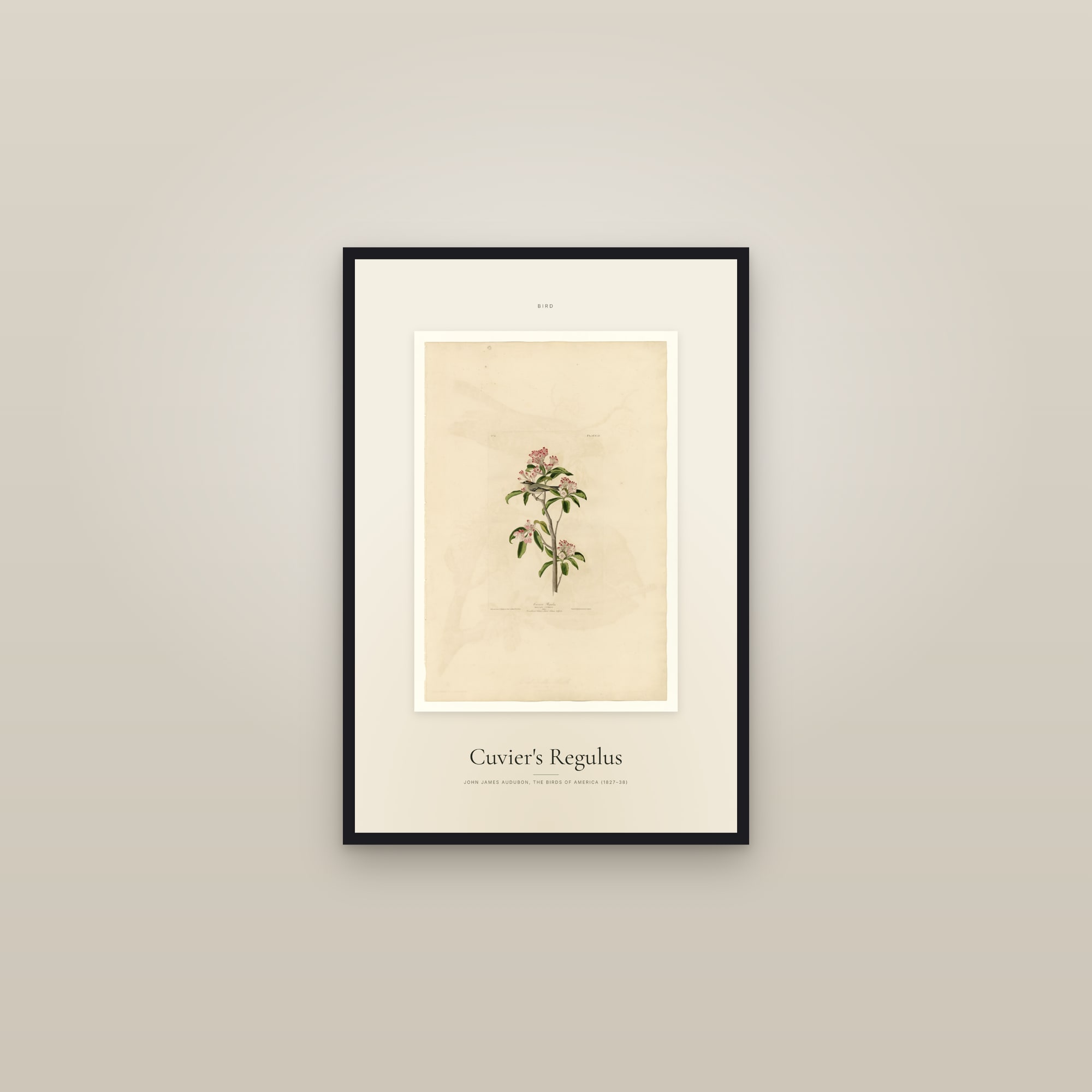 Cuvier's Regulus — Specimen — framed in a gallery setting