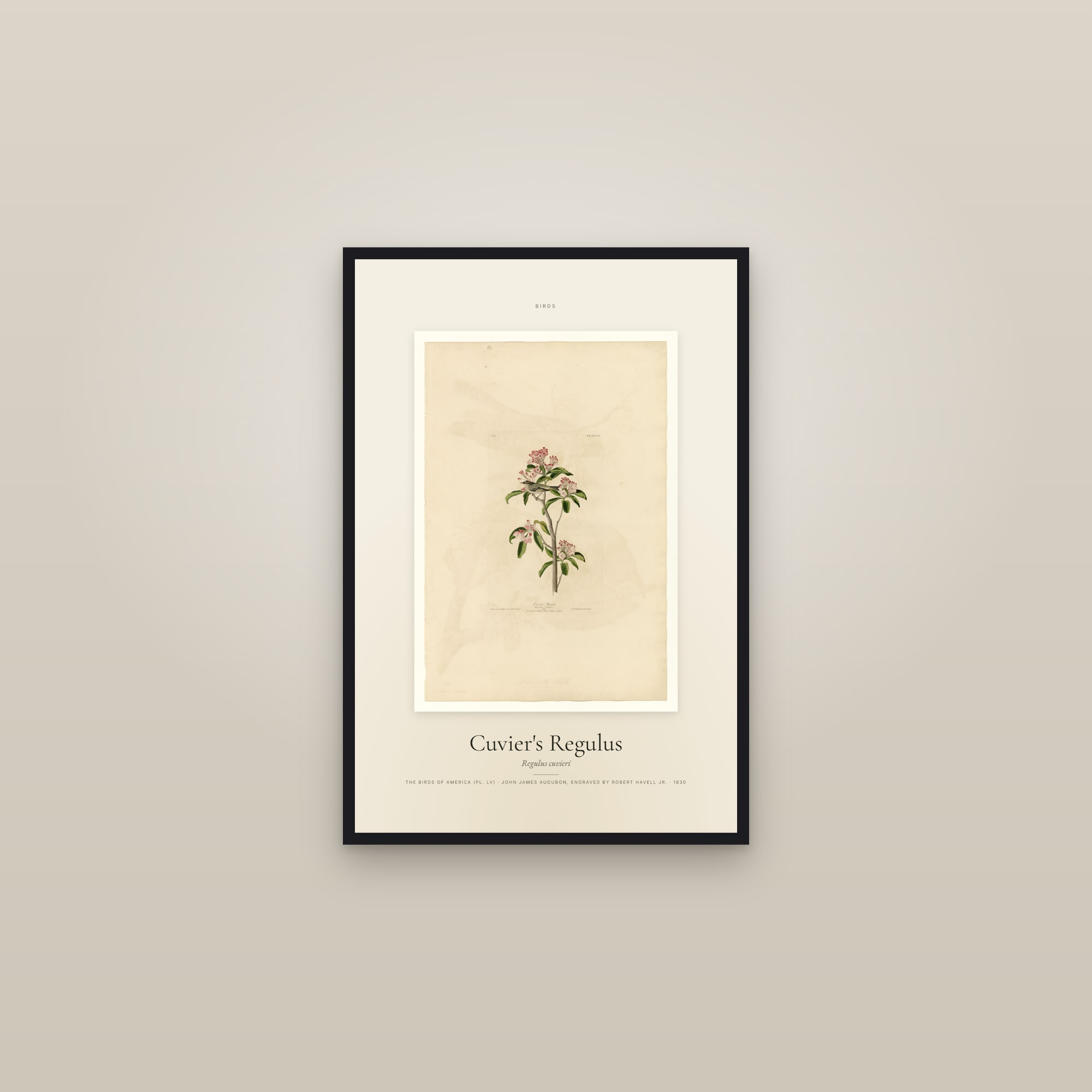 Cuvier's Regulus — Specimen — framed in a gallery setting