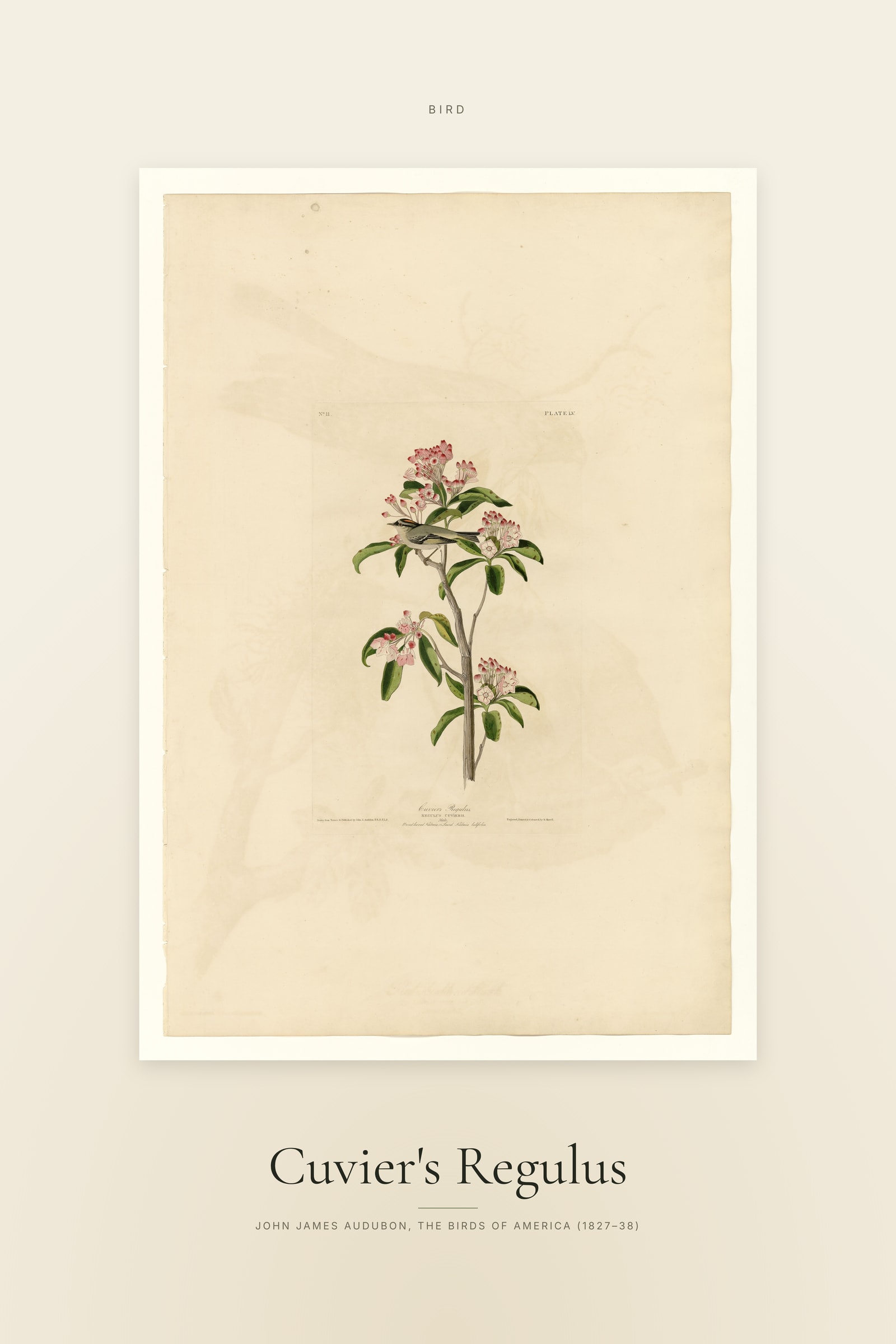 Cuvier's Regulus — Specimen