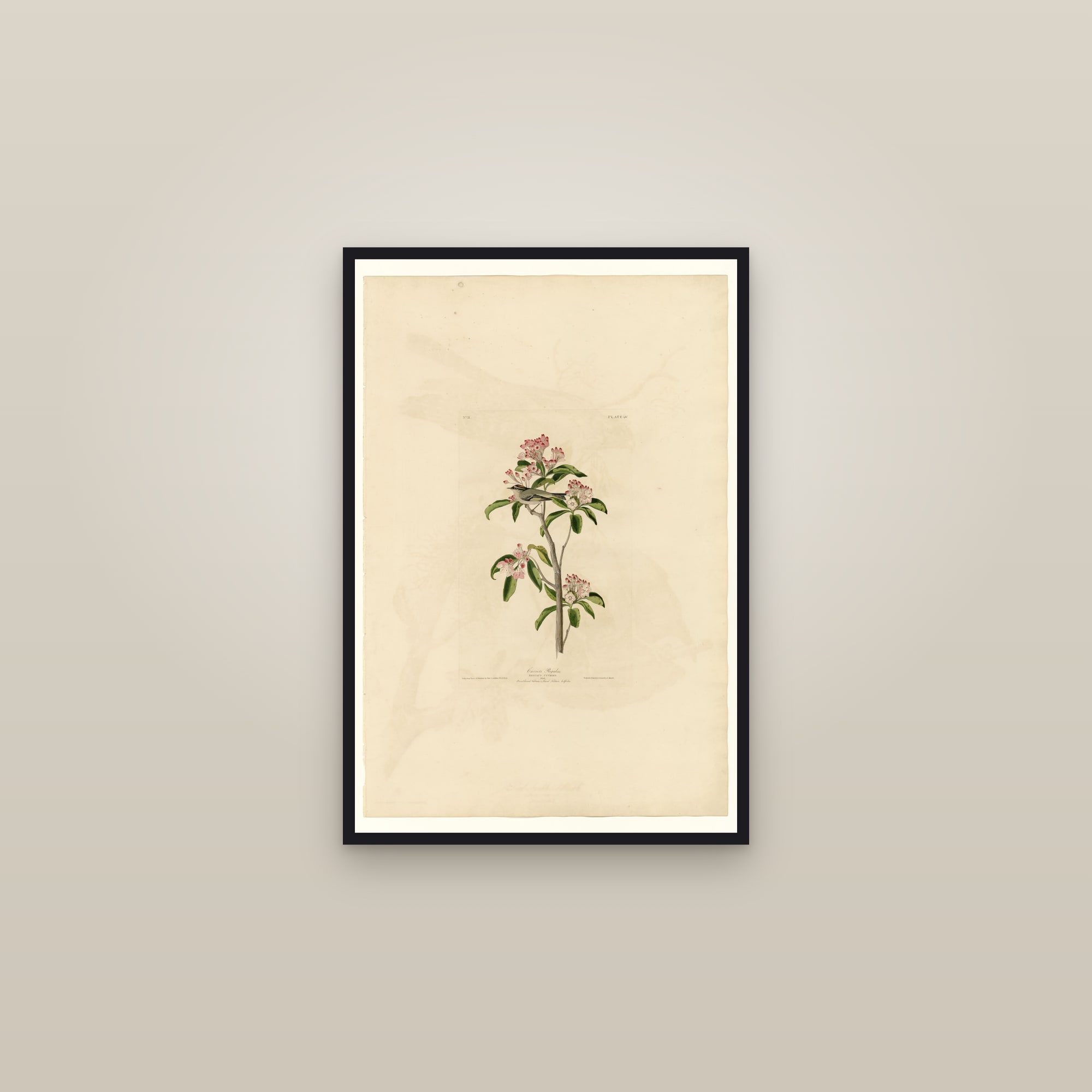 Cuvier's Regulus — framed in a gallery setting