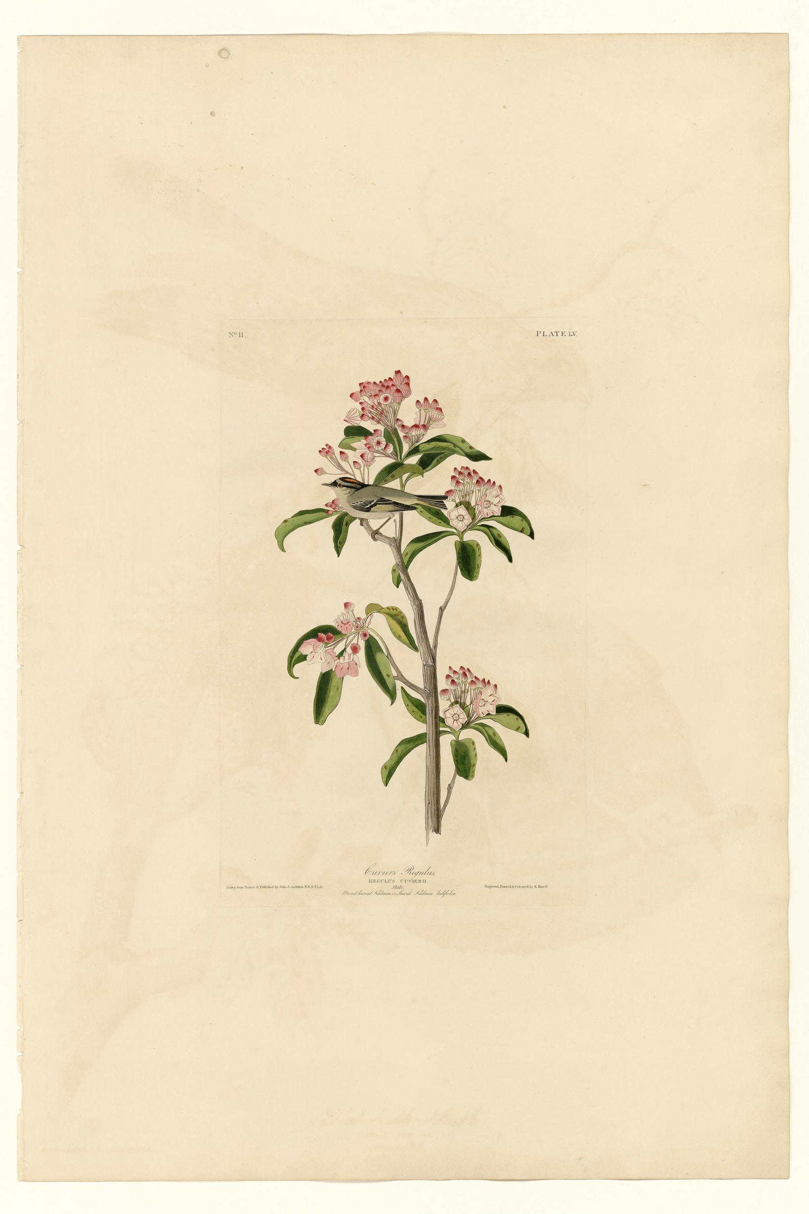 Cuvier's Regulus