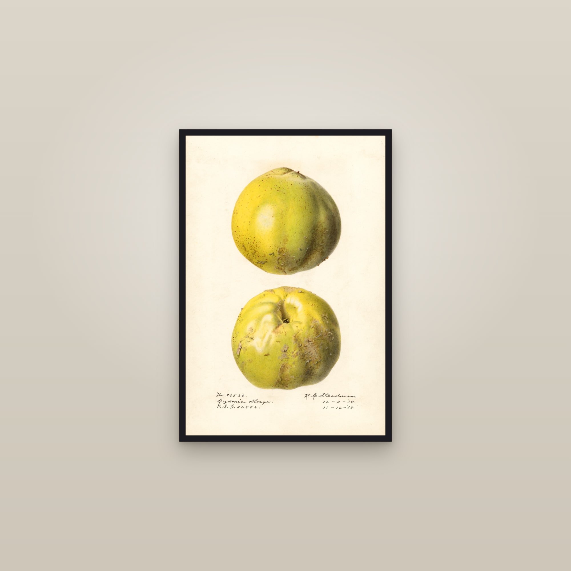 Cydonia Oblonga Quince — framed in a gallery setting