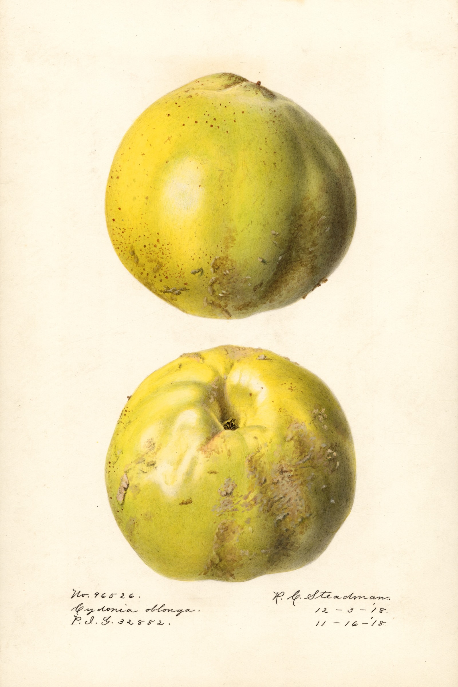 Cydonia Oblonga Quince