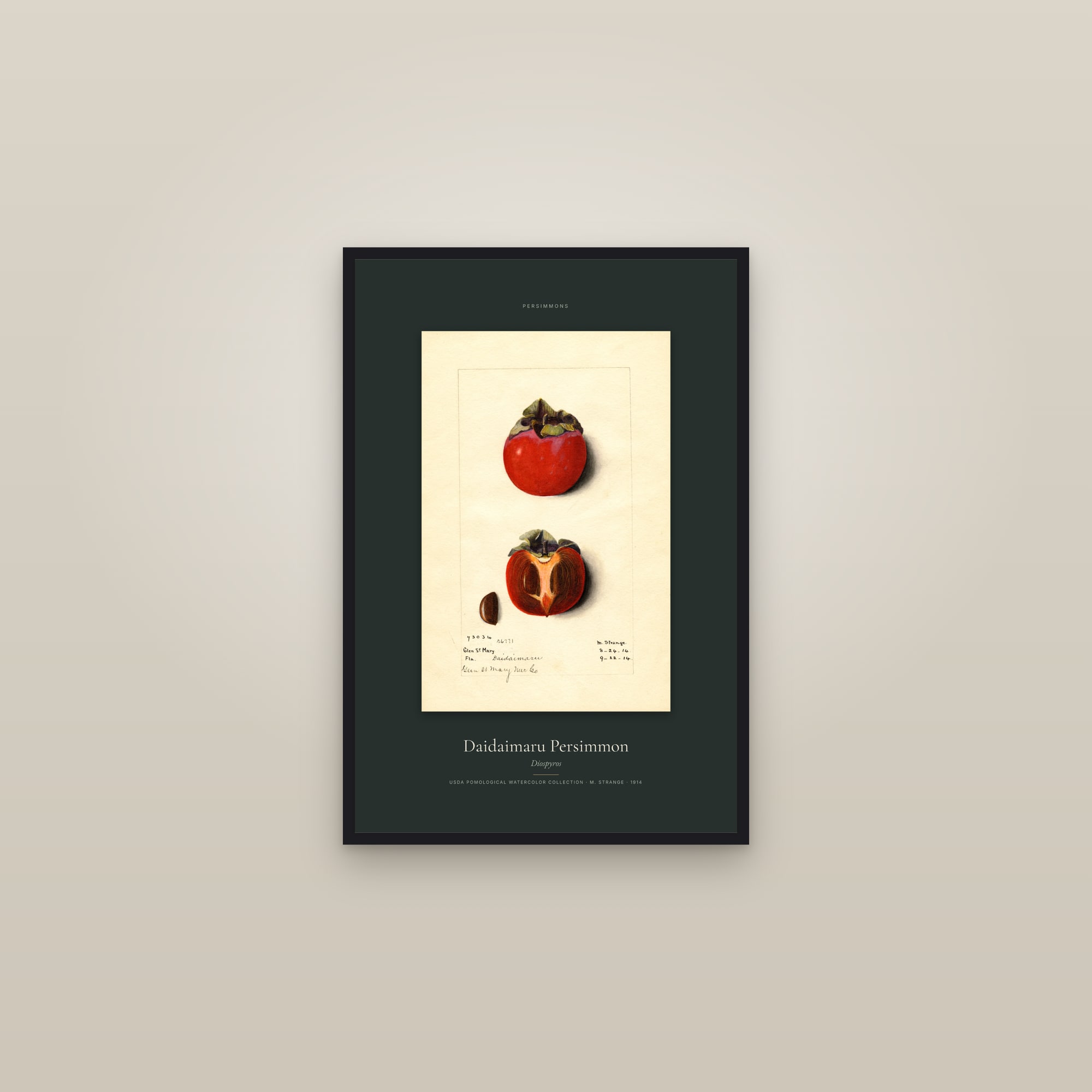 Daidaimaru Persimmon — Specimen — framed in a gallery setting
