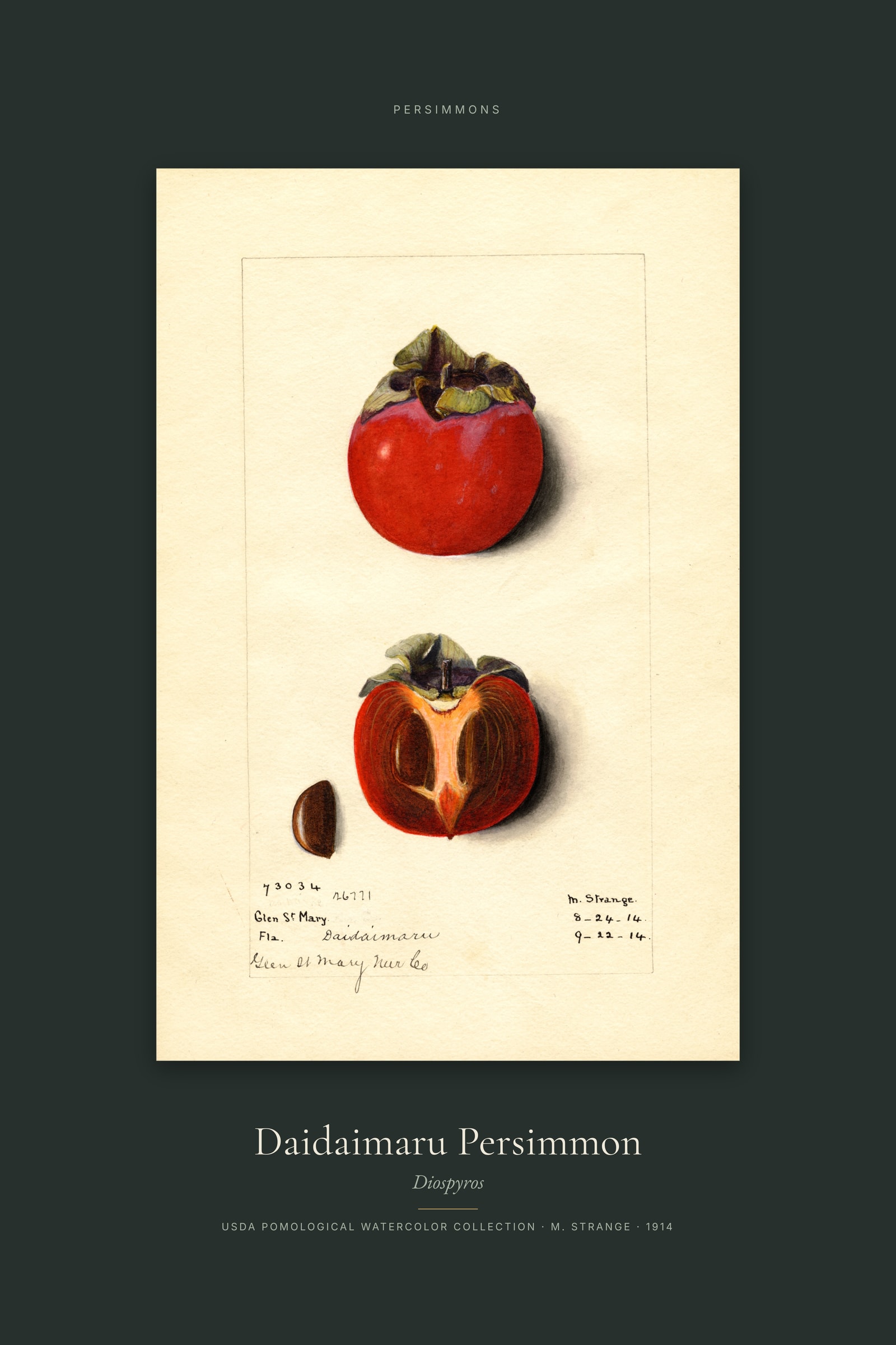 Daidaimaru Persimmon — Specimen