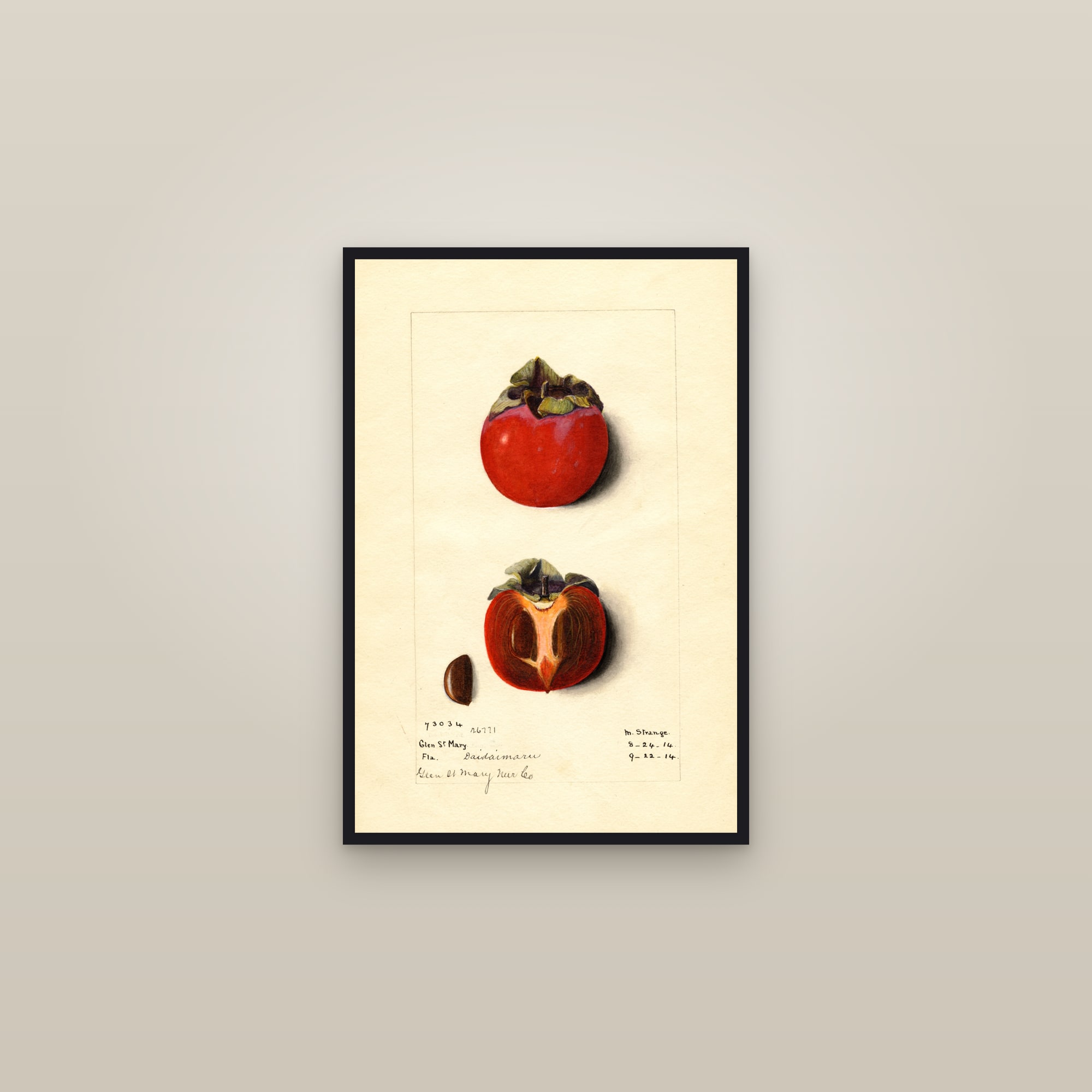 Daidaimaru Persimmon — framed in a gallery setting