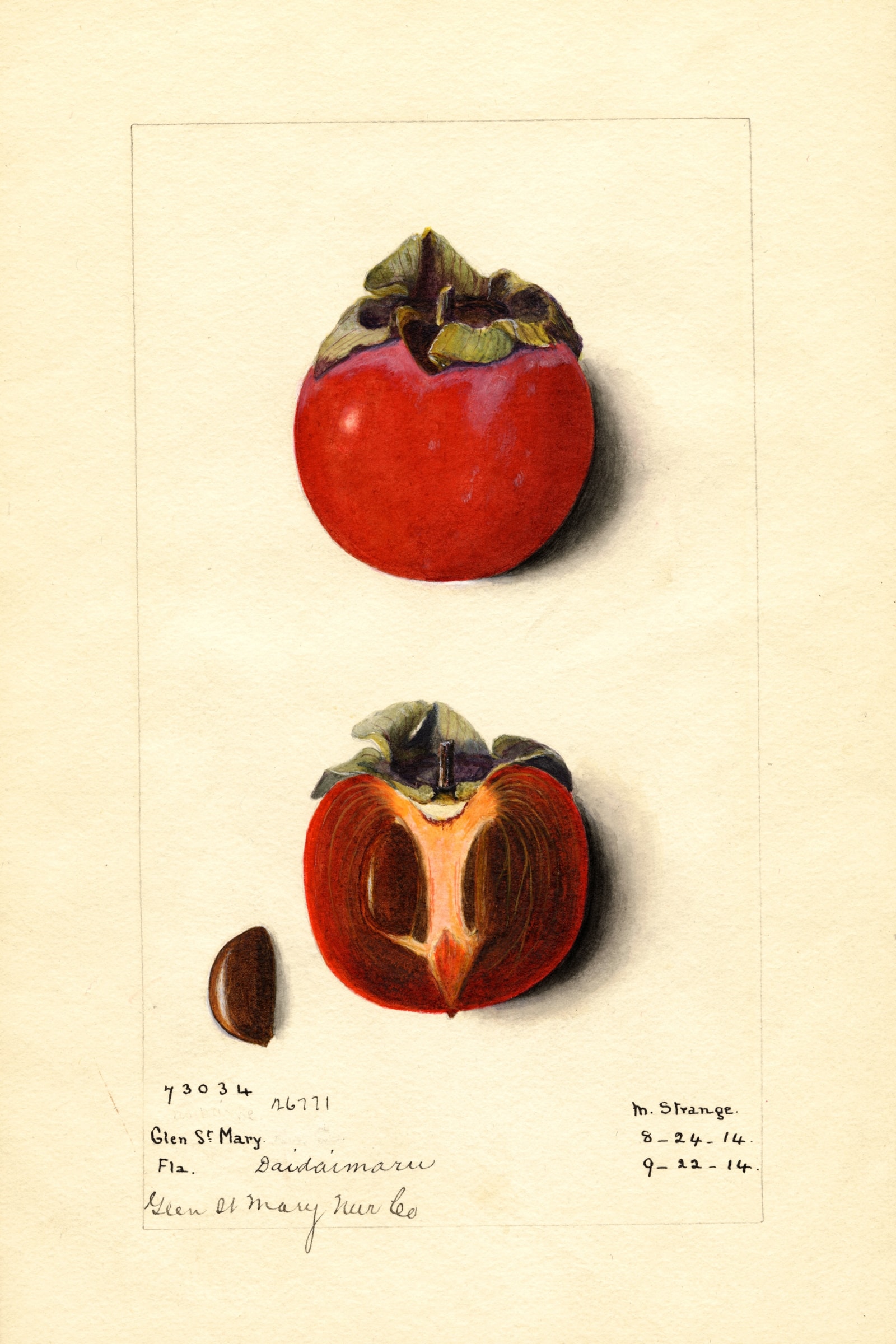Daidaimaru Persimmon