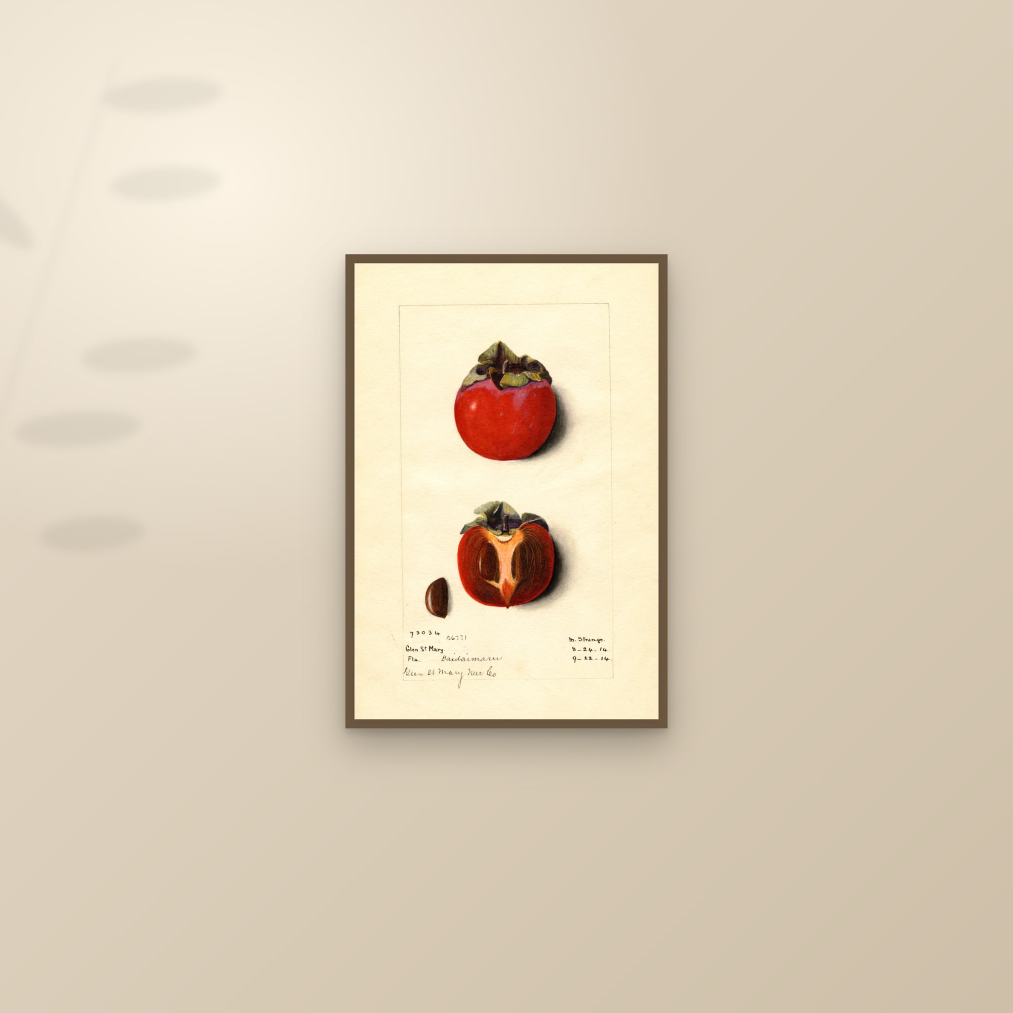 Daidaimaru Persimmon — framed and styled on a sunlit wall
