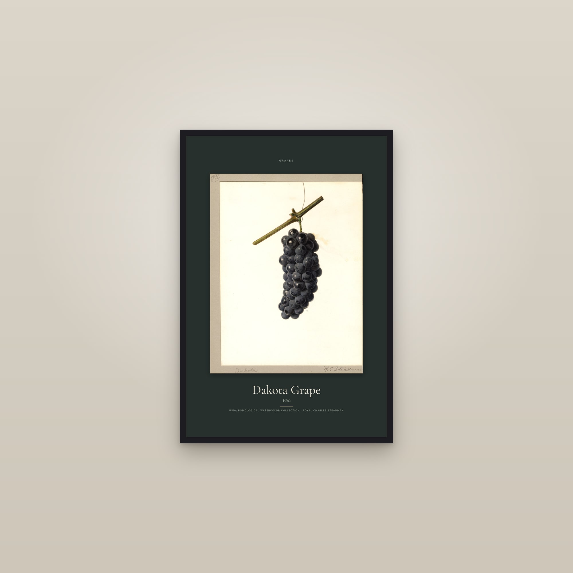 Dakota Grape — Specimen — framed in a gallery setting
