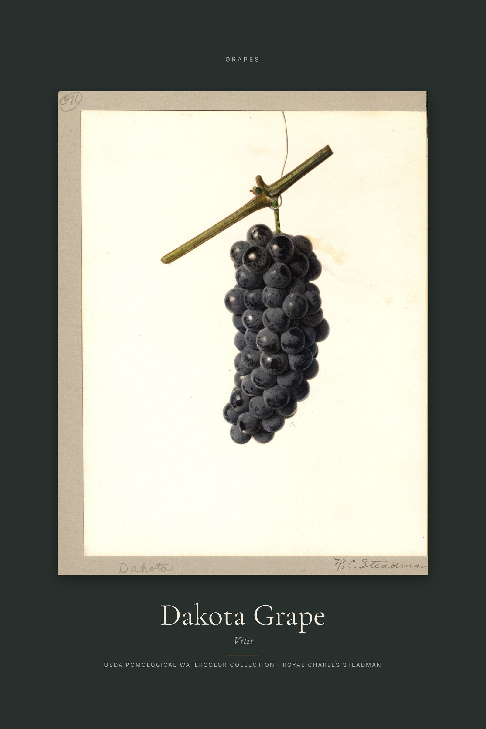 Dakota Grape — Specimen